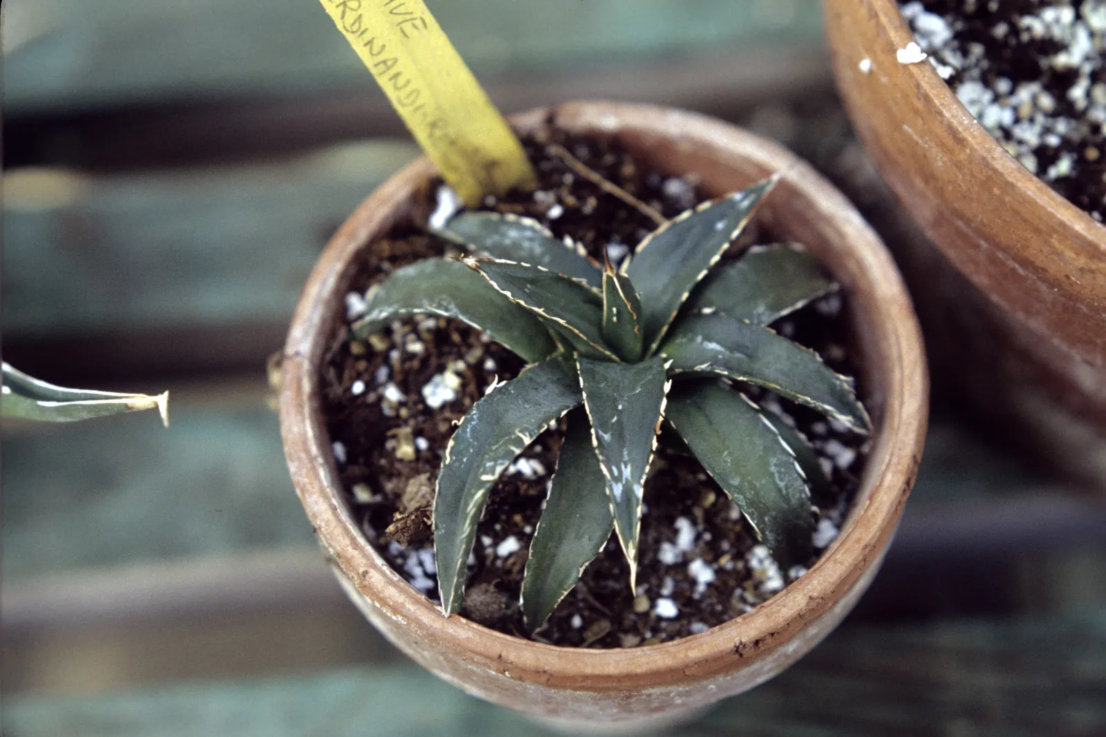 King Of The Agaves (Agave Ferdinandi-Regis) — commonly referred to as the King of the Agaves