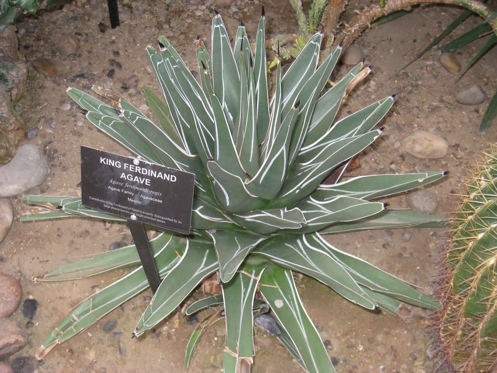 King Of The Agaves (Agave Ferdinandi-Regis) — presents a rare and noble elegance in any landscape design