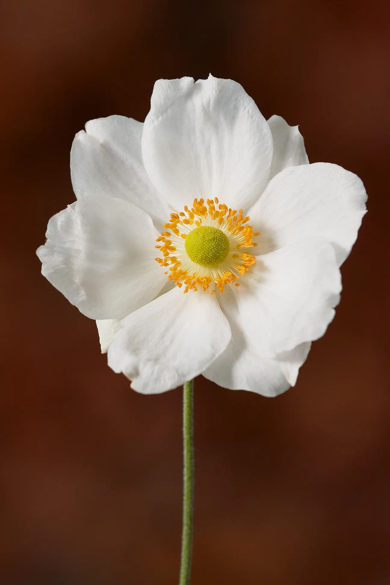 Honorine Jobert Japanese Anemone (Anemone X Hybrida 'Honorine Jobert') — presenting a diameter of about 2 to 3 inches per blossom