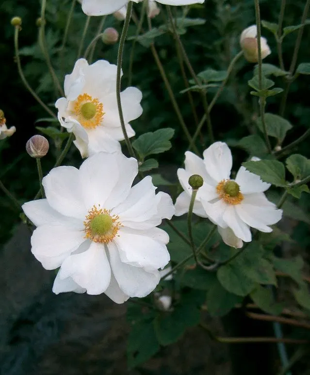 Honorine Jobert Japanese Anemone (Anemone X Hybrida 'Honorine Jobert') — This Japanese Anemone blooms profusely in late summer to fall