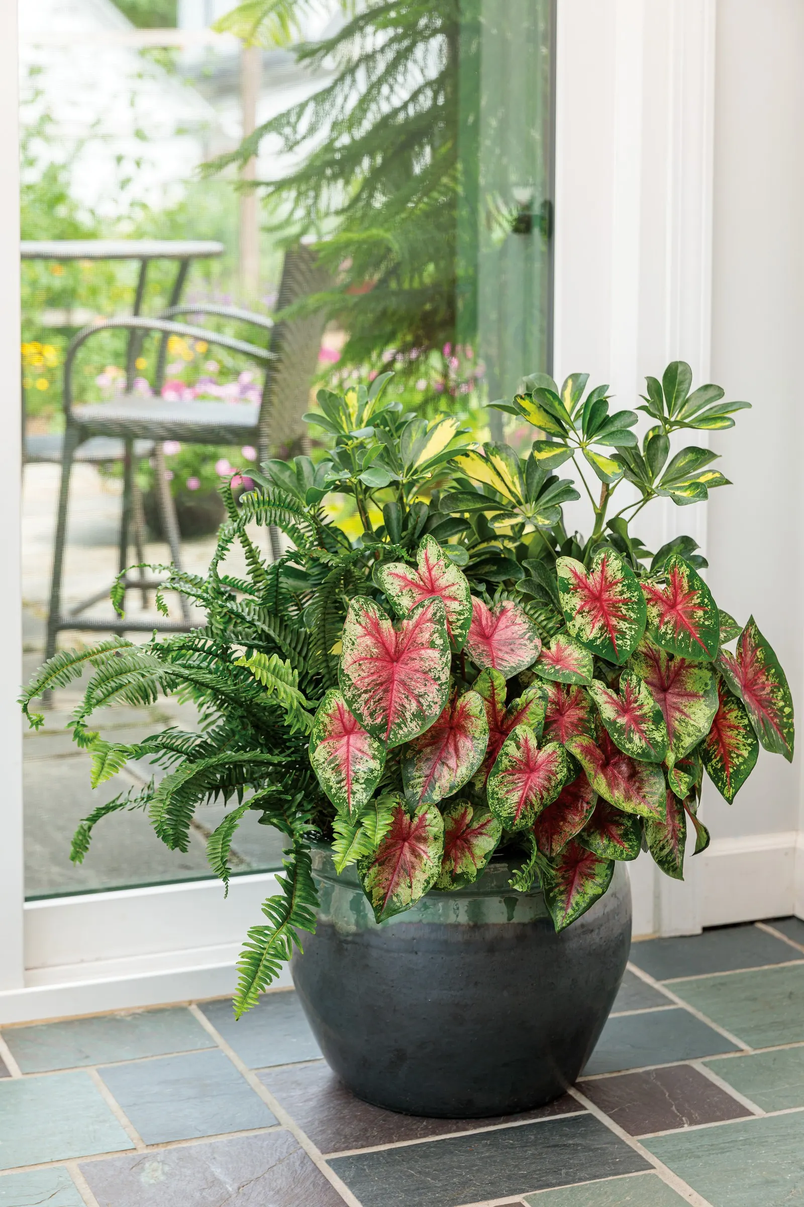 'Kimberley Queen' Australian Sword Fern, Queen Fern (Nephrolepis obliterata) — or Nephrolepis obliterata 'Kimberley Queen'