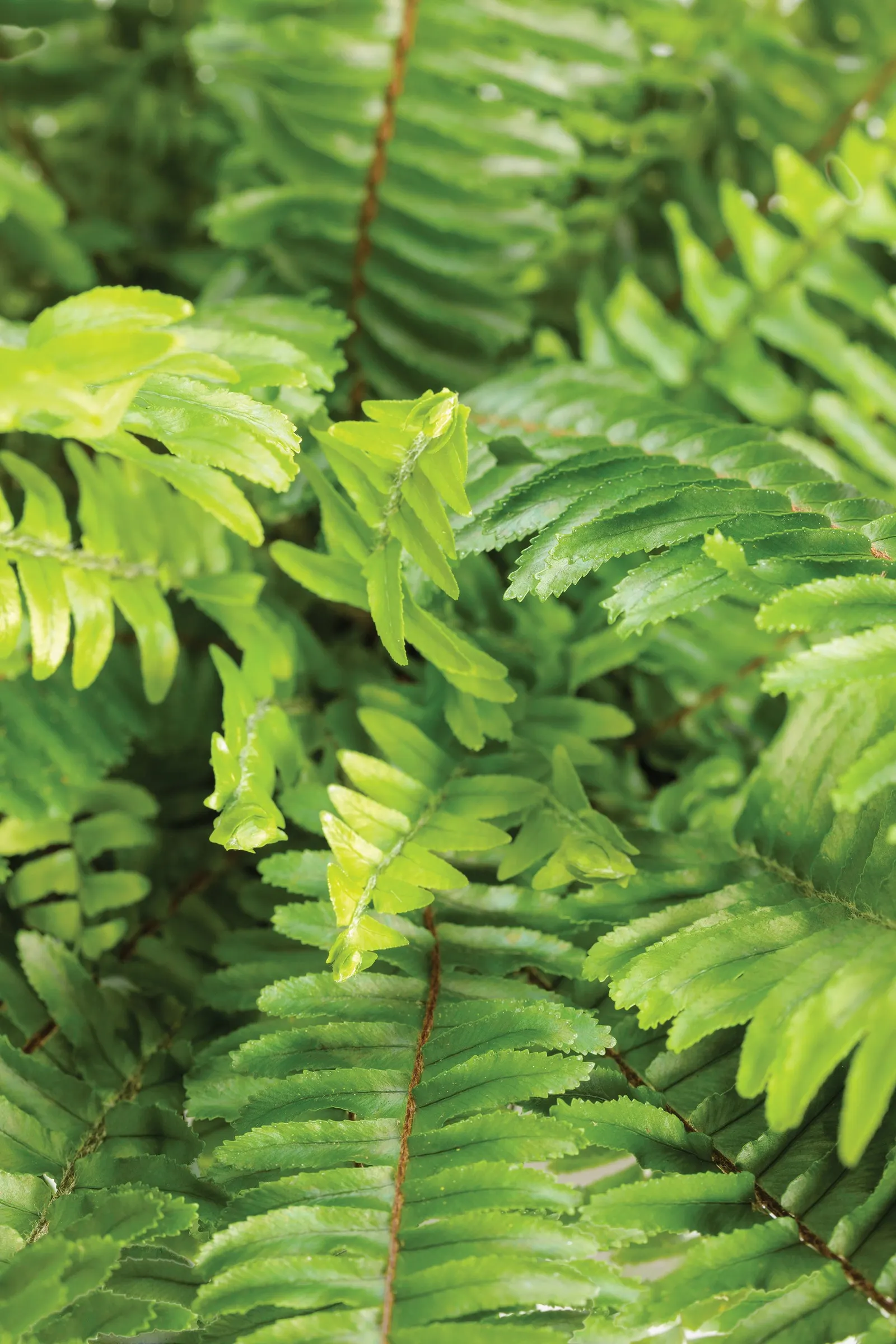 'Kimberley Queen' Australian Sword Fern, Queen Fern (Nephrolepis obliterata) — forming a handsome mound that can stand on its own or provide structure among