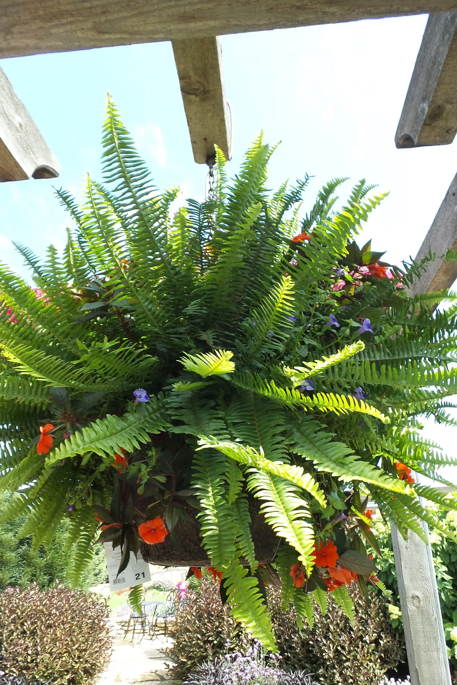 'Kimberley Queen' Australian Sword Fern, Queen Fern (Nephrolepis obliterata) — lush sprays rather than the softer
