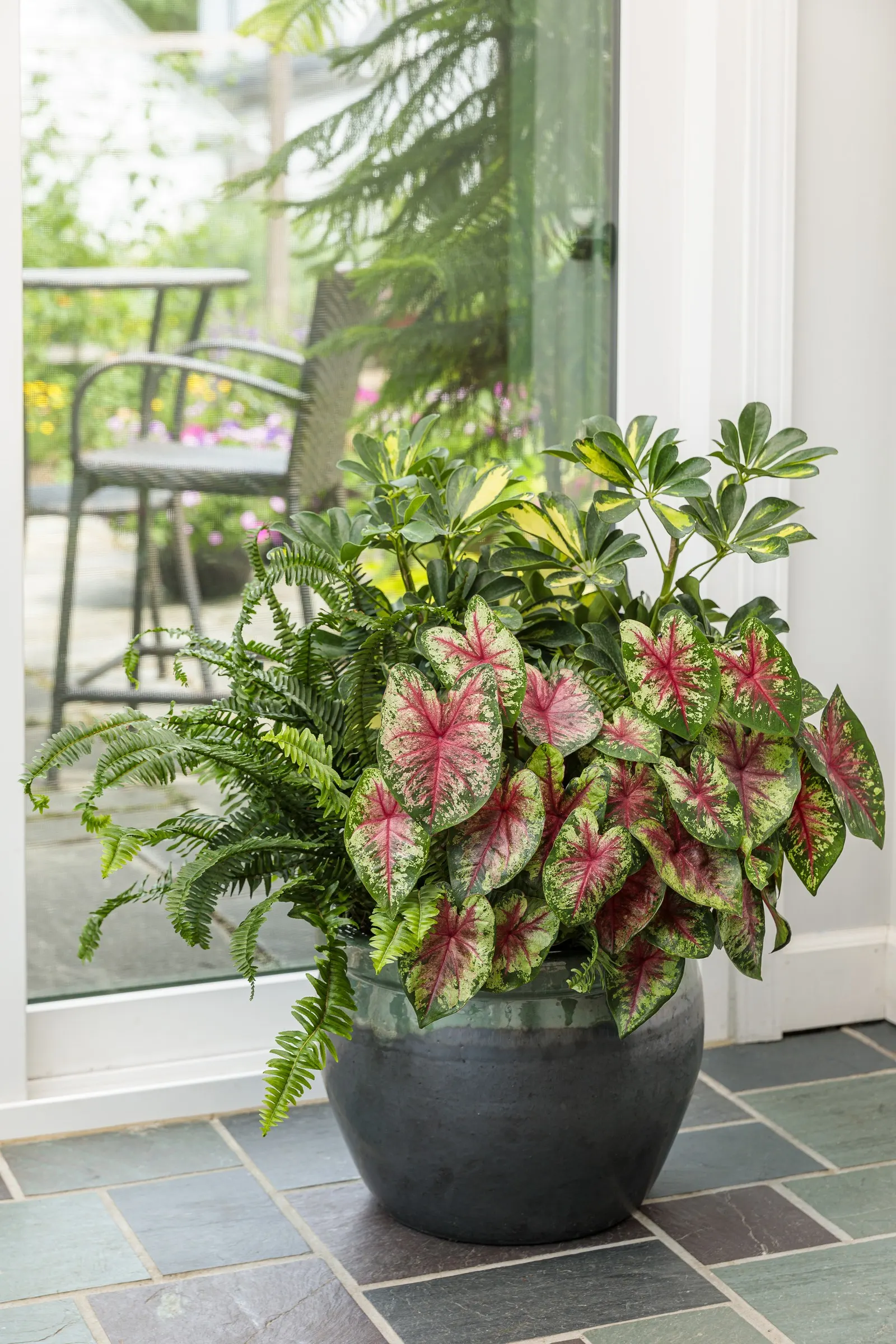 'Kimberley Queen' Australian Sword Fern, Queen Fern (Nephrolepis obliterata) — upright green fronds that rise in clean