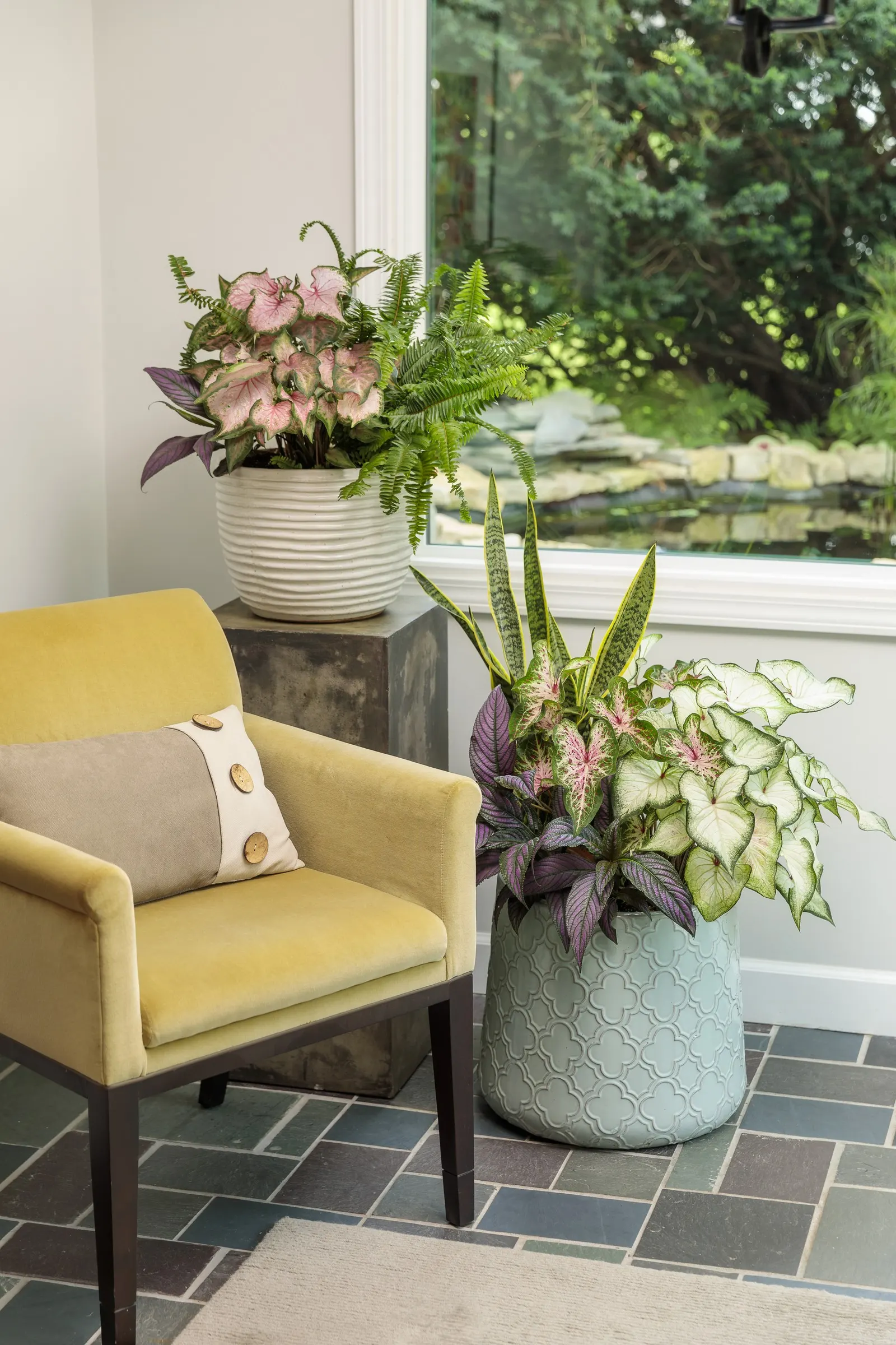 'Kimberley Queen' Australian Sword Fern, Queen Fern (Nephrolepis obliterata) — It matures to 24-36 inches tall and wide, filling containers or shaded beds with