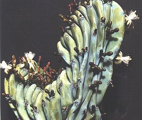 Blue Candle (Myrtillocactus Geometrizans) — this drought-tolerant specimen thrives in USDA hardiness zones 9 to 11; cactus with white blooms