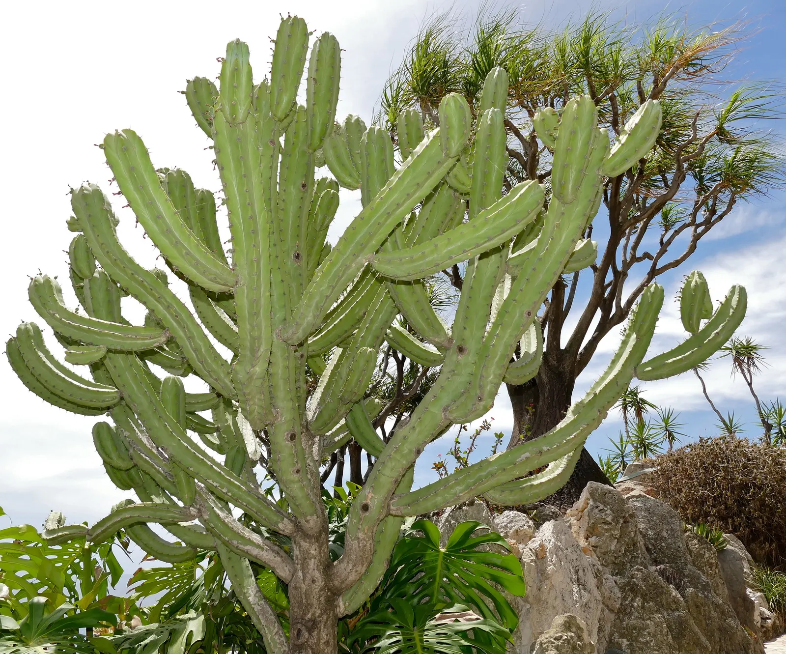 Blue Candle (Myrtillocactus Geometrizans) — cactus for full or half