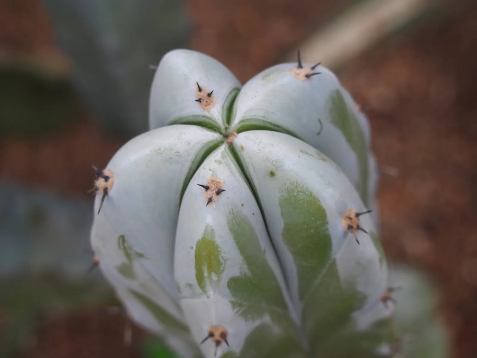 Blue Candle (Myrtillocactus Geometrizans) — Blue Candle exhibits creamy white flowers; spacing should accommodate its potential width