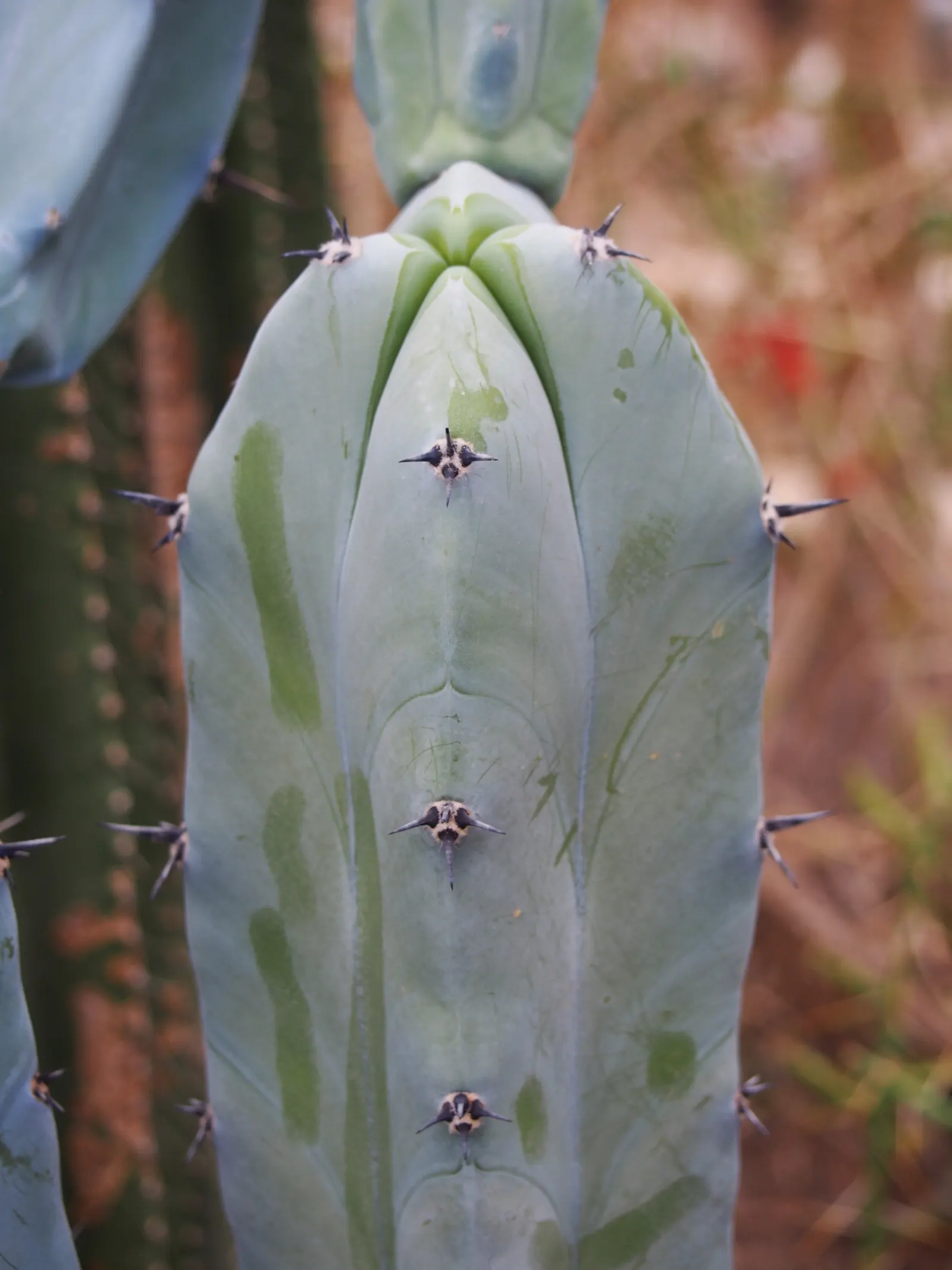 Blue Candle (Myrtillocactus Geometrizans) — generally blooming in late spring or early summer; is a striking columnar cactus that can reach up to, image 65
