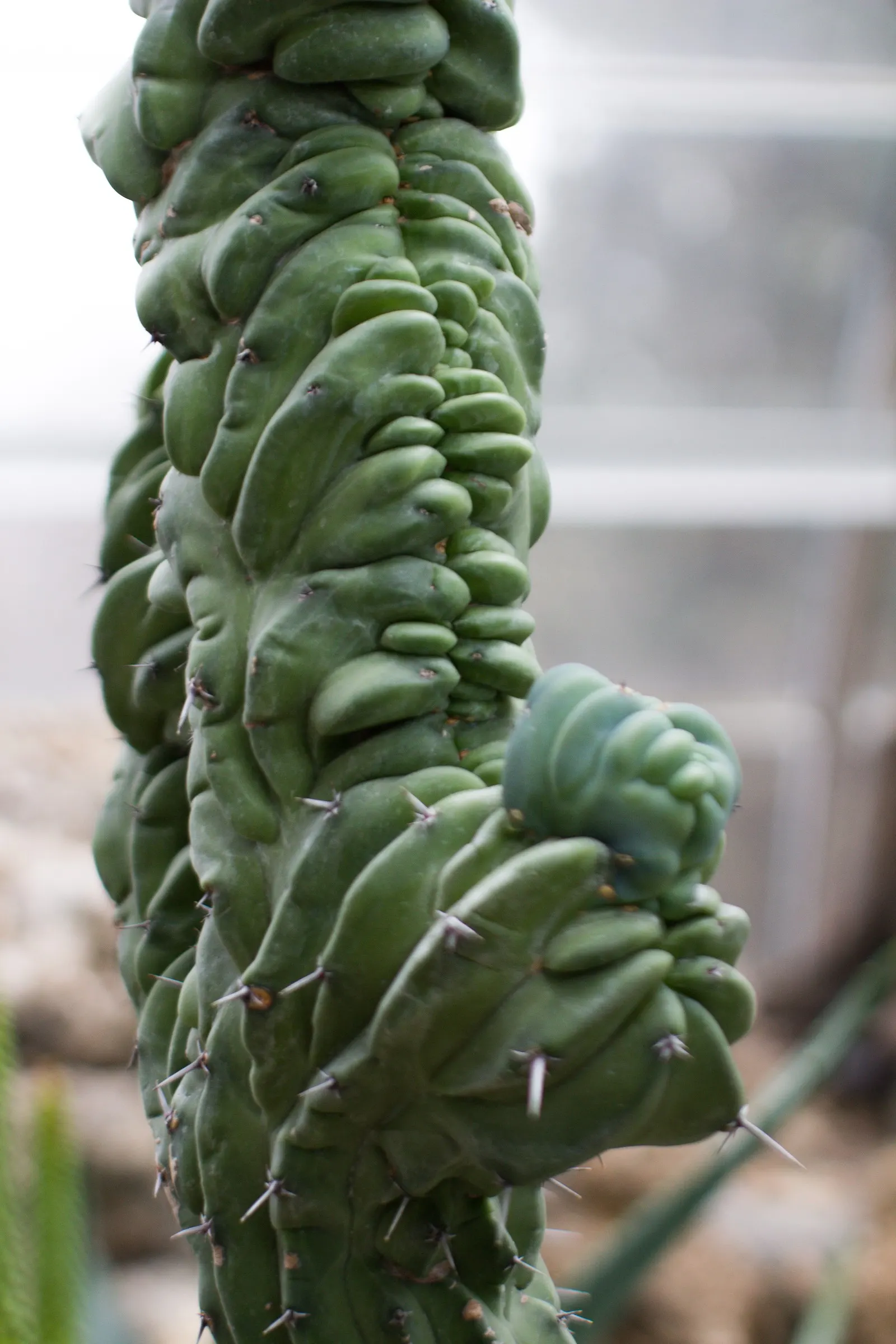 Blue Candle (Myrtillocactus Geometrizans) — this drought-tolerant specimen thrives in USDA hardiness zones 9 to 11; cactus with white blooms, image 61