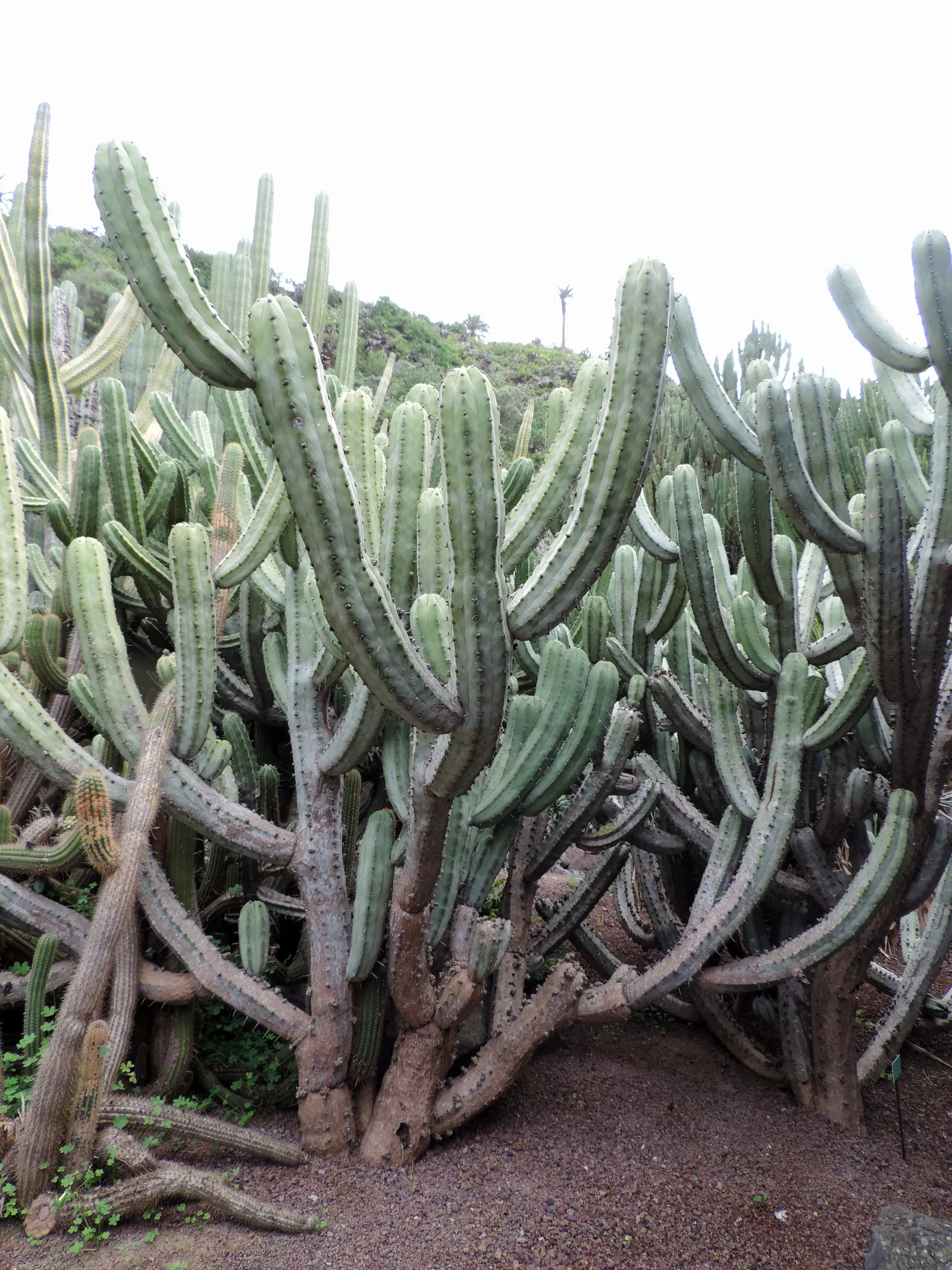 Blue Candle (Myrtillocactus Geometrizans) — Spacing should accommodate its potential width; full sun exposure is ideal to ensure robust growth and the