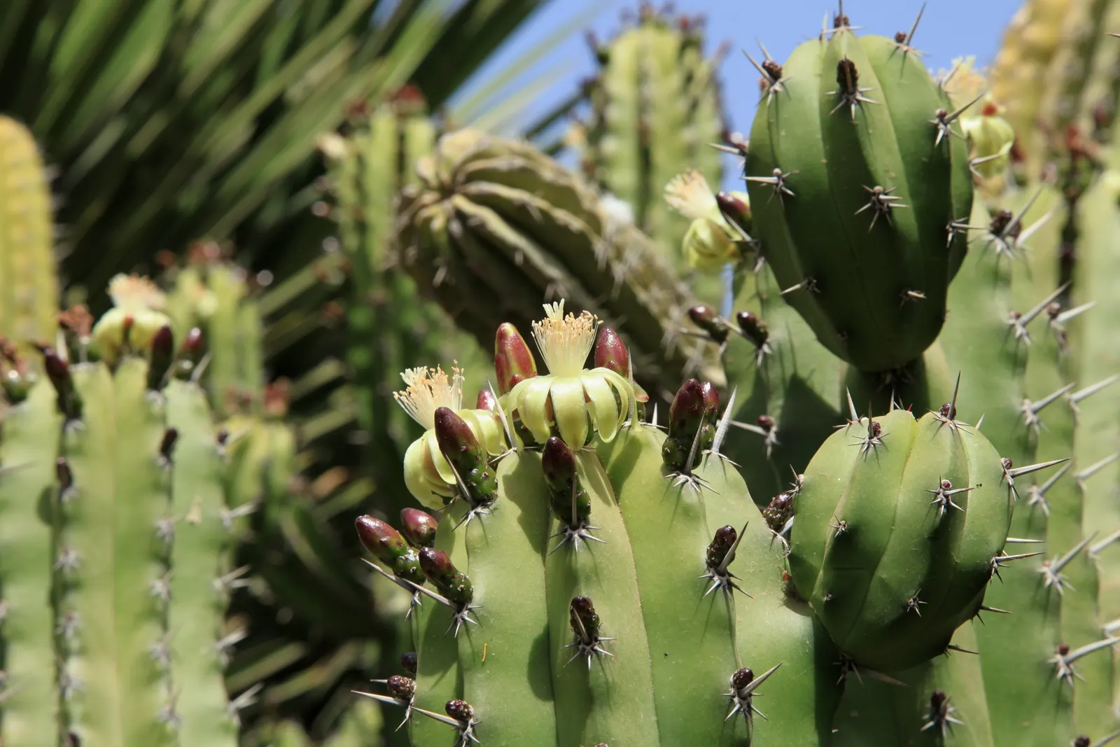 Blue Candle (Myrtillocactus Geometrizans) — white flowers in the garden; presents a striking sculptural element in any landscape with its unique blue-green