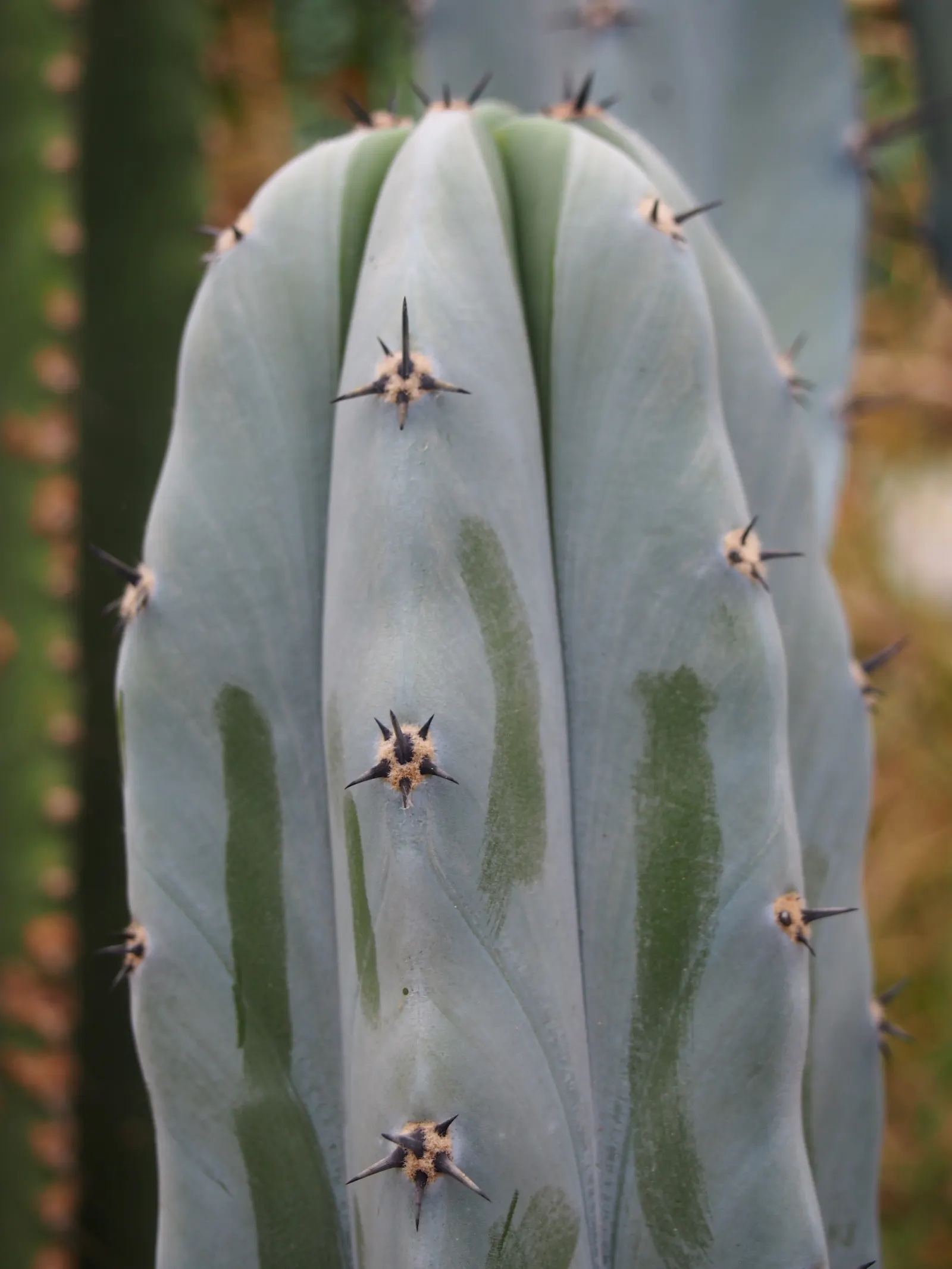 Blue Candle (Myrtillocactus Geometrizans) — which transform into edible; reaching skyward in an orderly, image 66