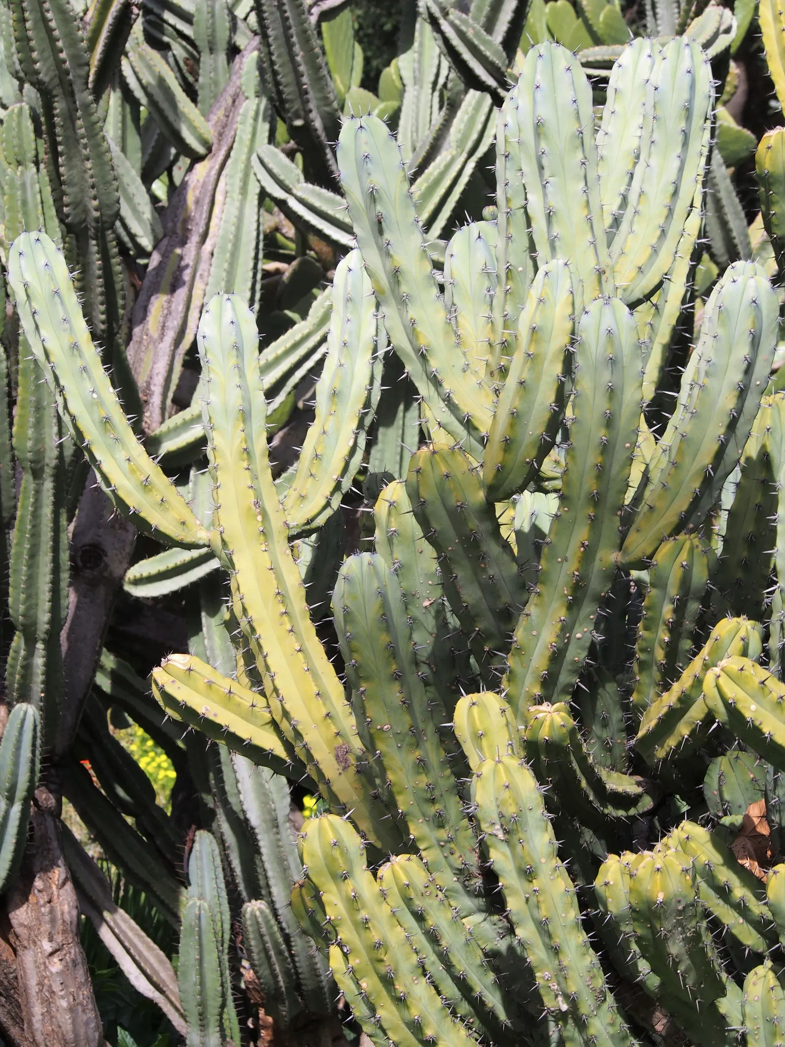 Blue Candle (Myrtillocactus Geometrizans) — Frost-sensitive, it's best suited for USDA zones 9b-11