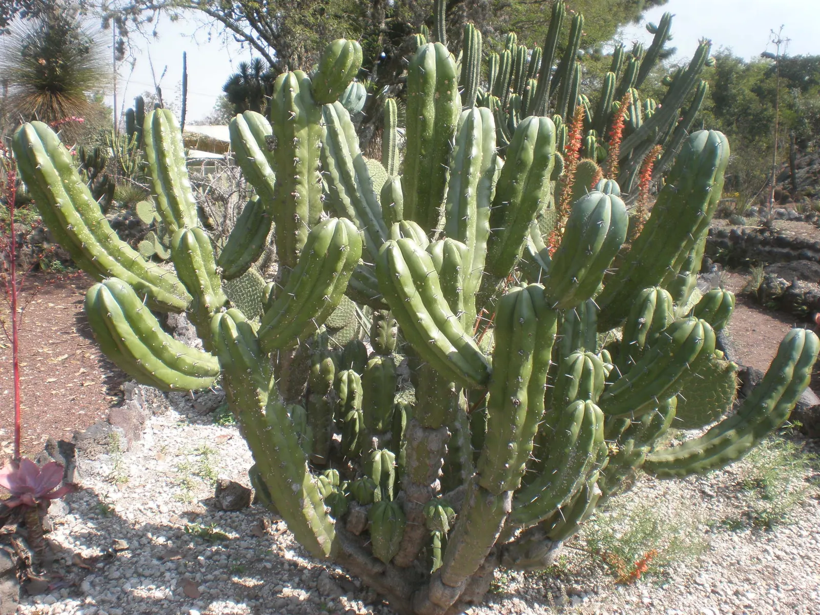 Blue Candle (Myrtillocactus Geometrizans) — drought-tolerant plant thrives in full sun and well-draining soil; cactus for full or half