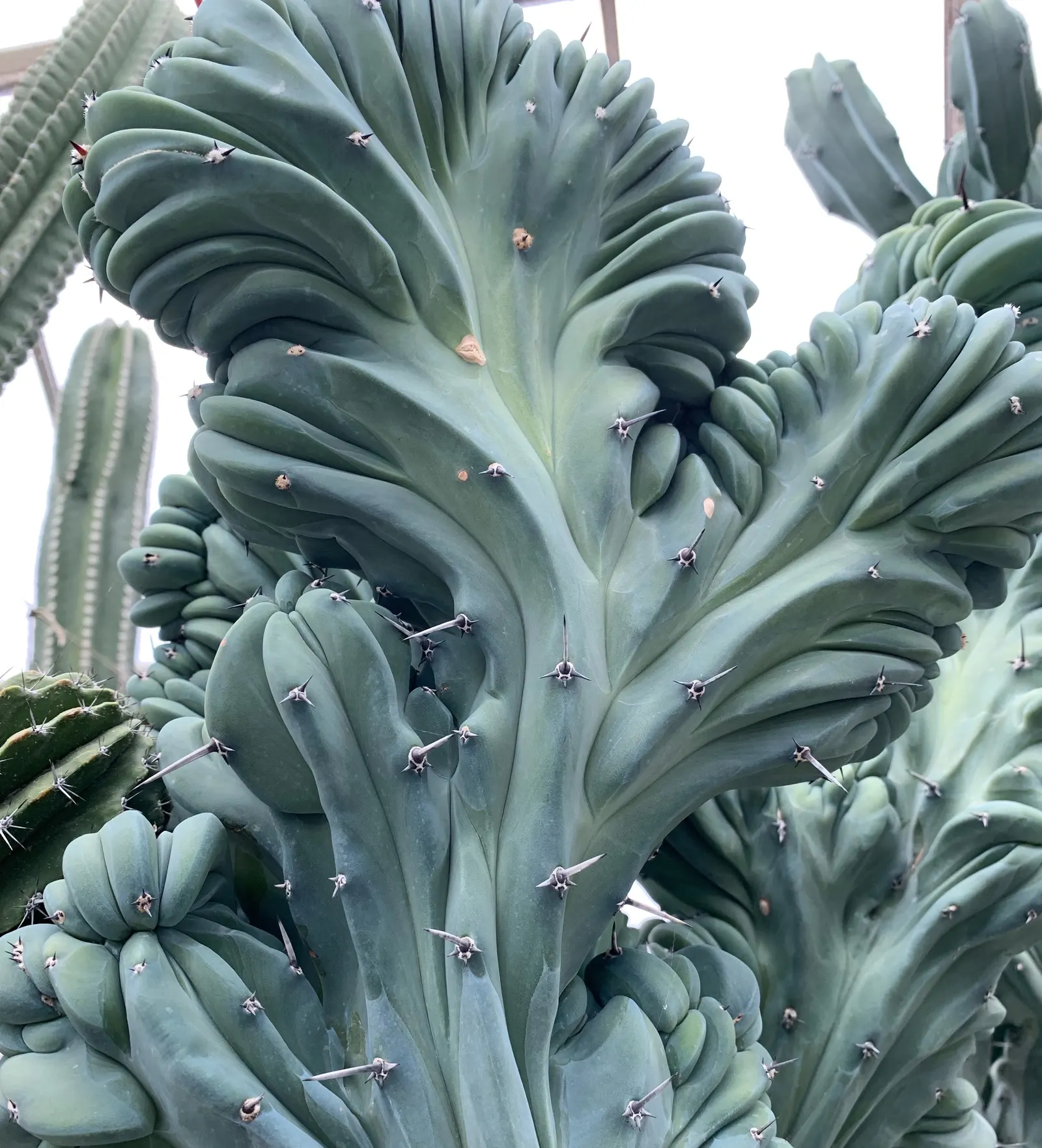 Blue Candle (Myrtillocactus Geometrizans) — sometimes called garambullos; white flowers in the garden