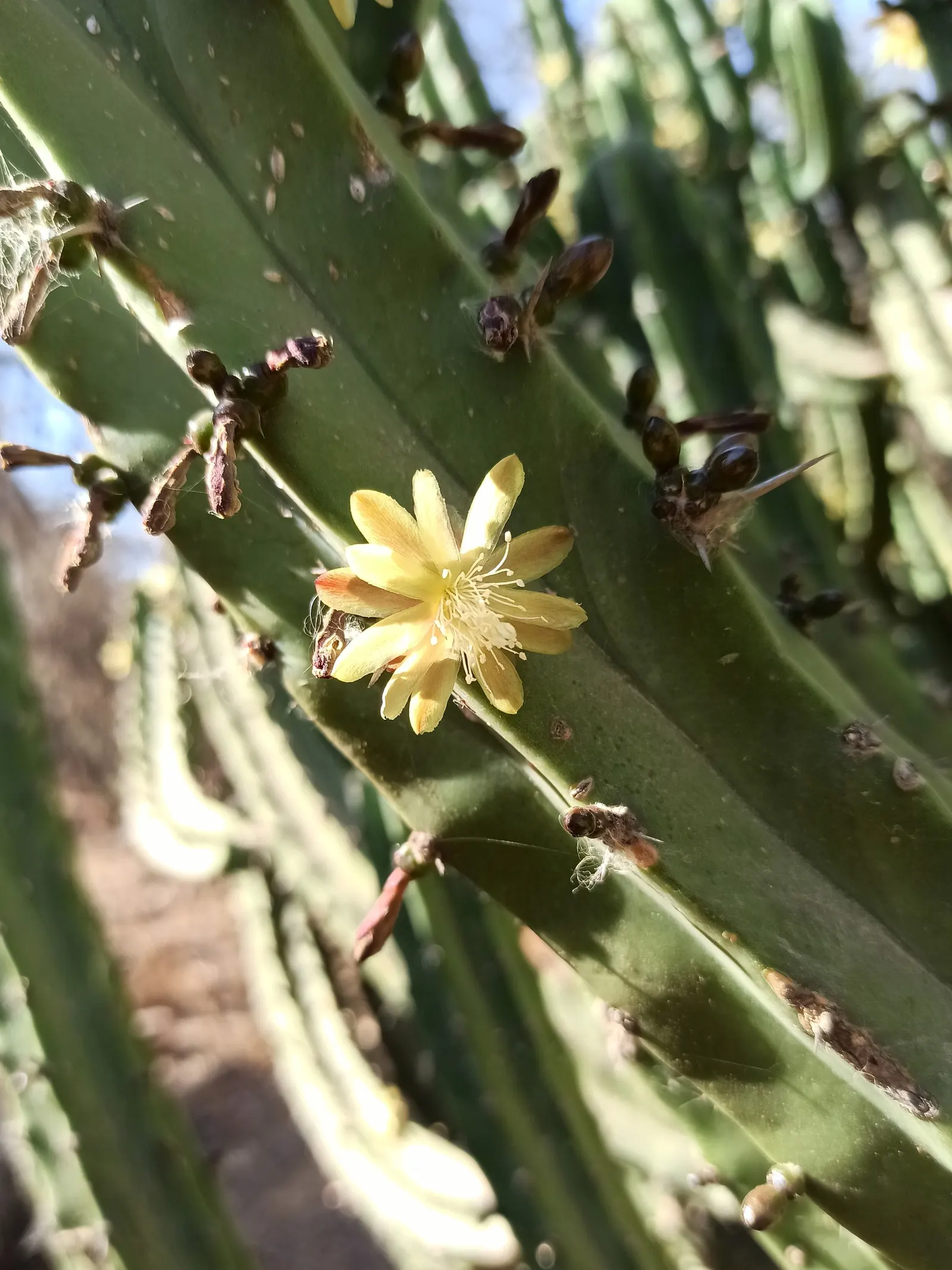 Blue Candle (Myrtillocactus Geometrizans) — reaching skyward in an orderly