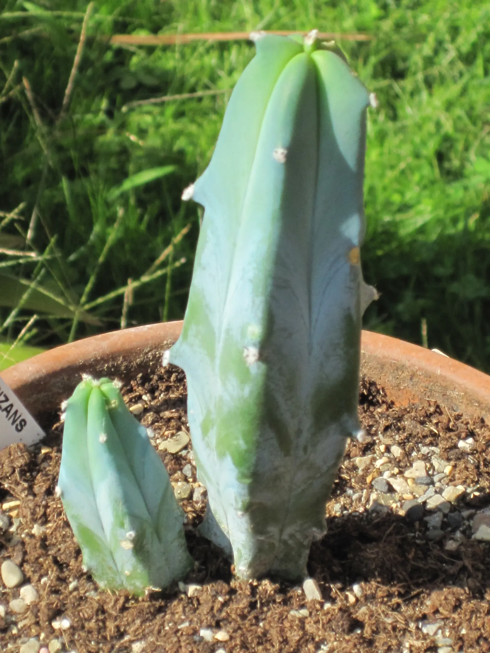 Blue Candle (Myrtillocactus Geometrizans) — drought-tolerant plant thrives in full sun and well-draining soil; cactus for full or half, image 54
