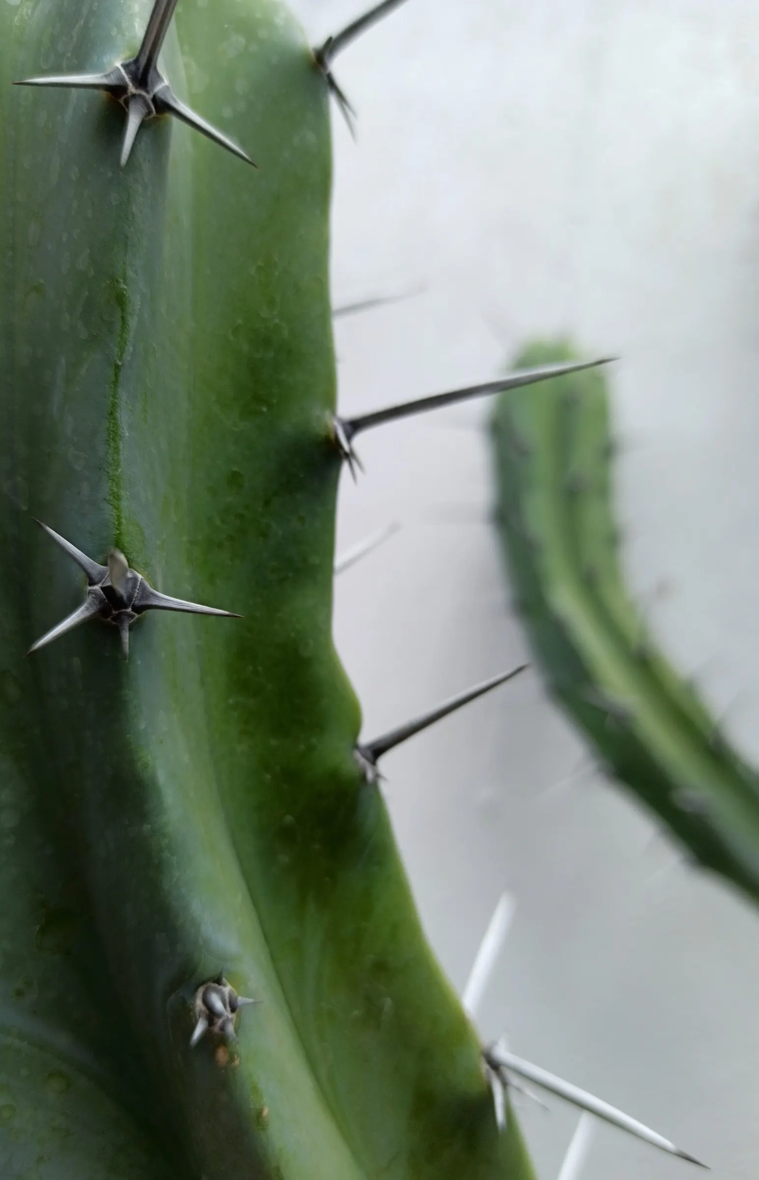 Blue Candle (Myrtillocactus Geometrizans) — geometrically pleasing manner; dark red fruits resembling blueberries