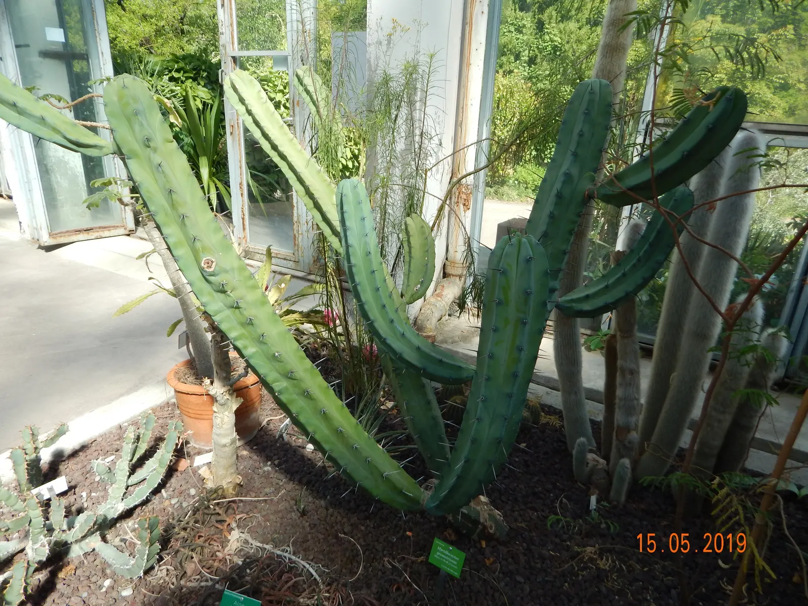 Blue Candle (Myrtillocactus Geometrizans) — geometrically pleasing manner