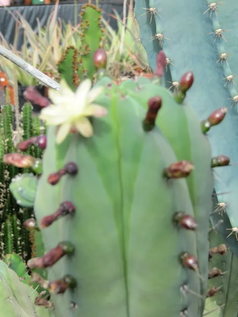 Blue Candle (Myrtillocactus Geometrizans) — commonly known as Blue Candle
