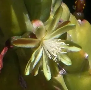 Blue Candle (Myrtillocactus Geometrizans) — sometimes called garambullos; white flowers in the garden, image 68