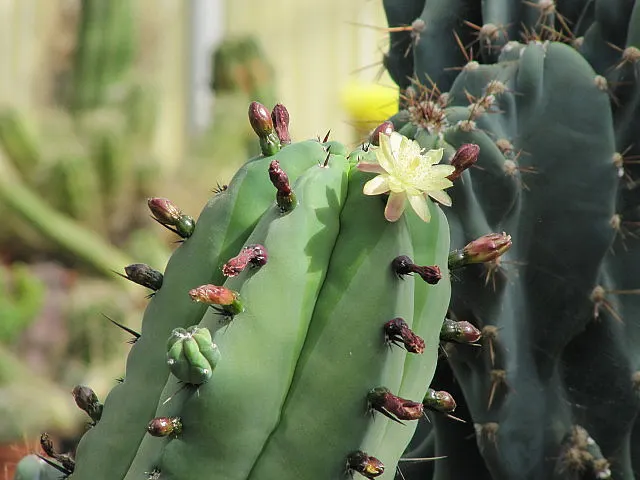 Blue Candle (Myrtillocactus Geometrizans) — reaching skyward in an orderly; geometrically pleasing manner, image 59