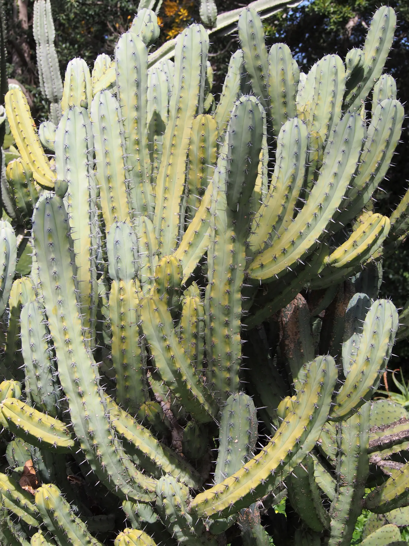 Blue Candle (Myrtillocactus Geometrizans) — scientifically termed Myrtillocactus geometrizans; and protective measures may be necessary to safeguard, image 57