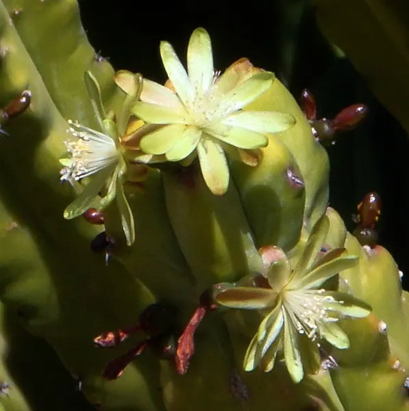Blue Candle (Myrtillocactus Geometrizans) — generally blooming in late spring or early summer
