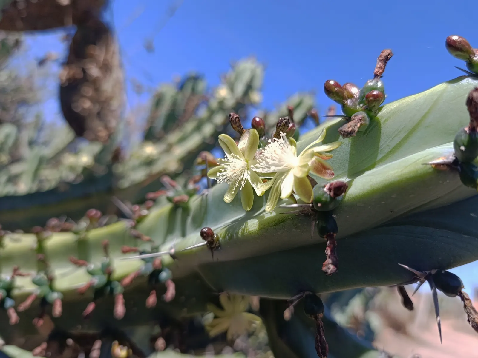 Blue Candle (Myrtillocactus Geometrizans) — dark red fruits resembling blueberries; which transform into edible, image 67
