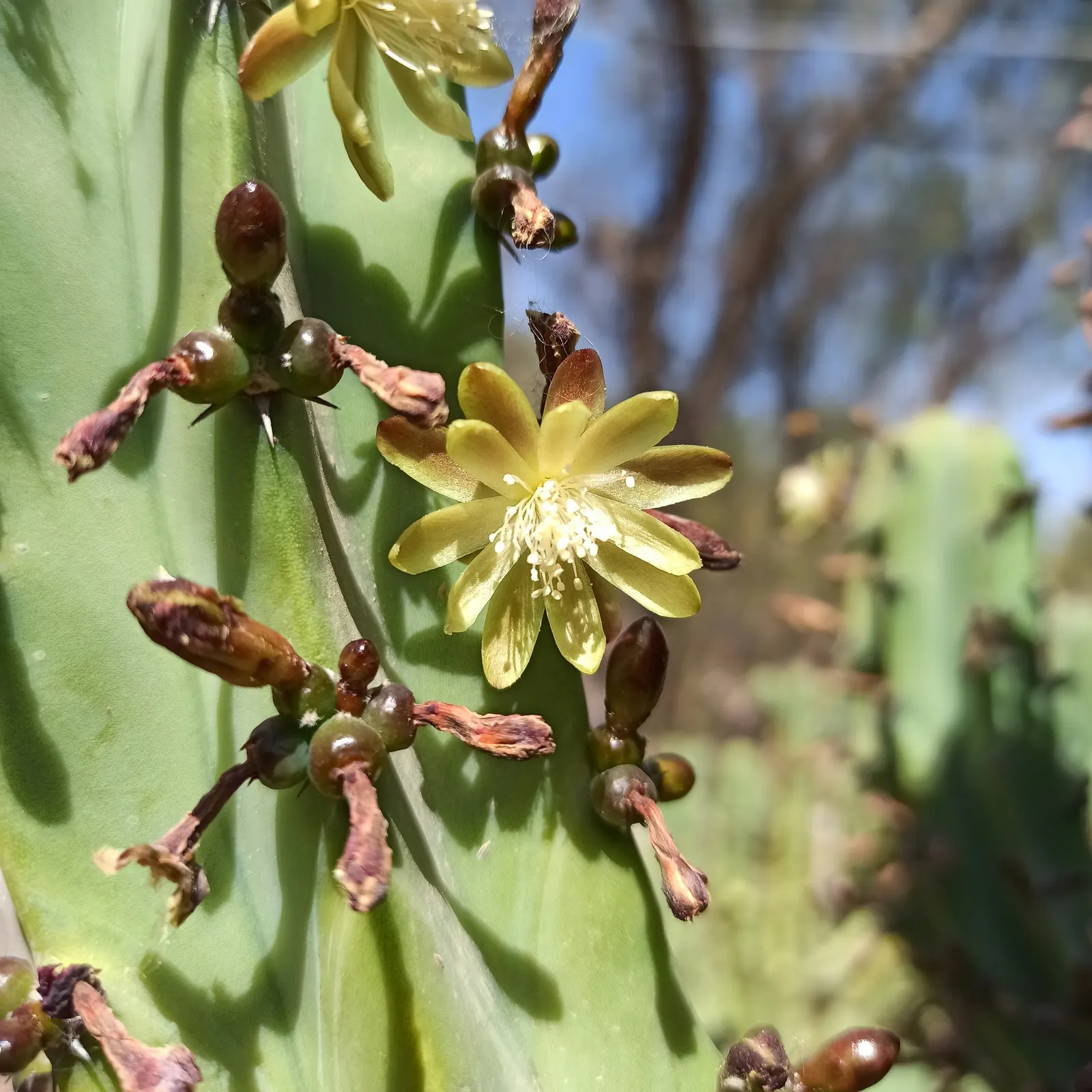 Blue Candle (Myrtillocactus Geometrizans) — commonly known as Blue Candle; drought-tolerant plant thrives in full sun and well-draining soil