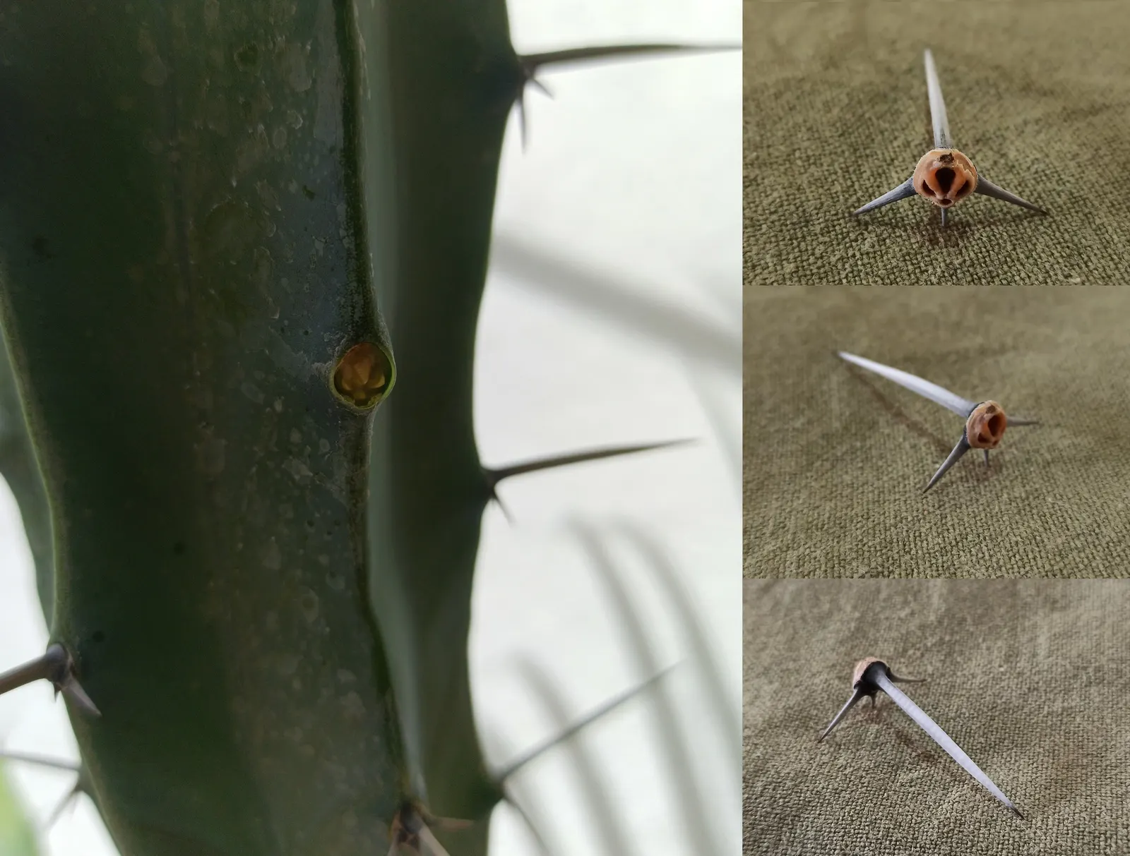 Blue Candle (Myrtillocactus Geometrizans) — dark red fruits resembling blueberries
