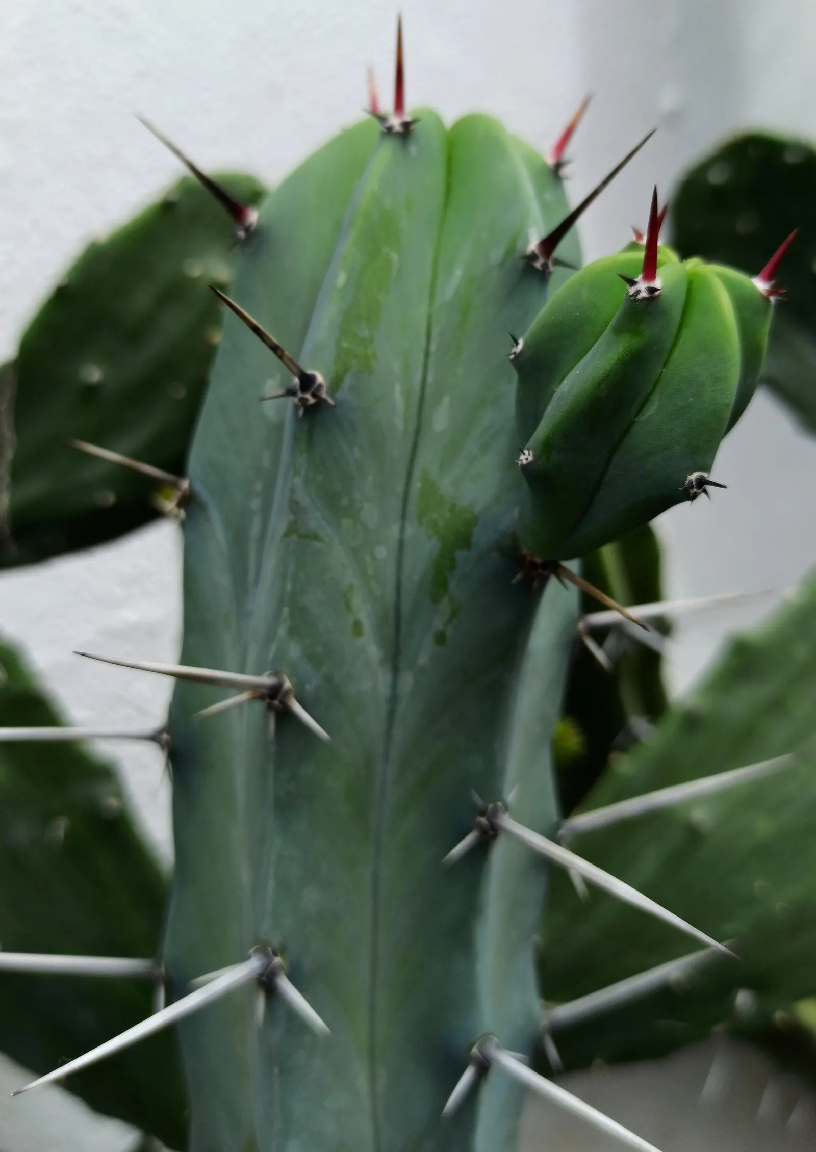Blue Candle (Myrtillocactus Geometrizans) — making it an excellent choice for arid landscapes and minimalist gardens; scientifically termed Myrtillocactus