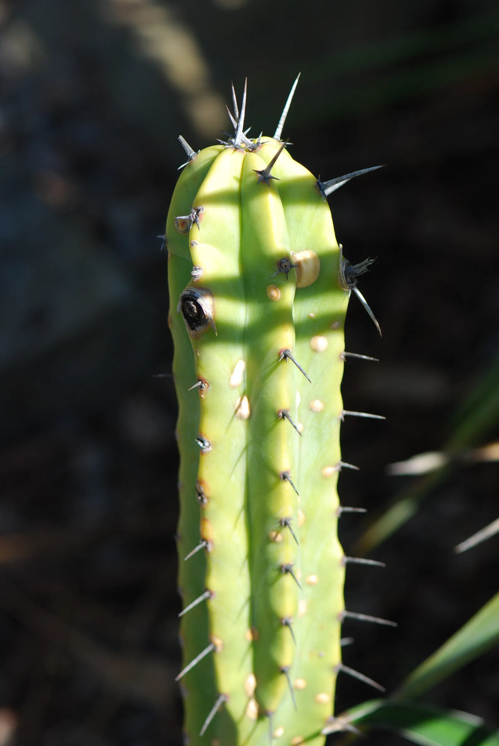 Blue Candle (Myrtillocactus Geometrizans) — this drought-tolerant specimen thrives in USDA hardiness zones 9 to 11