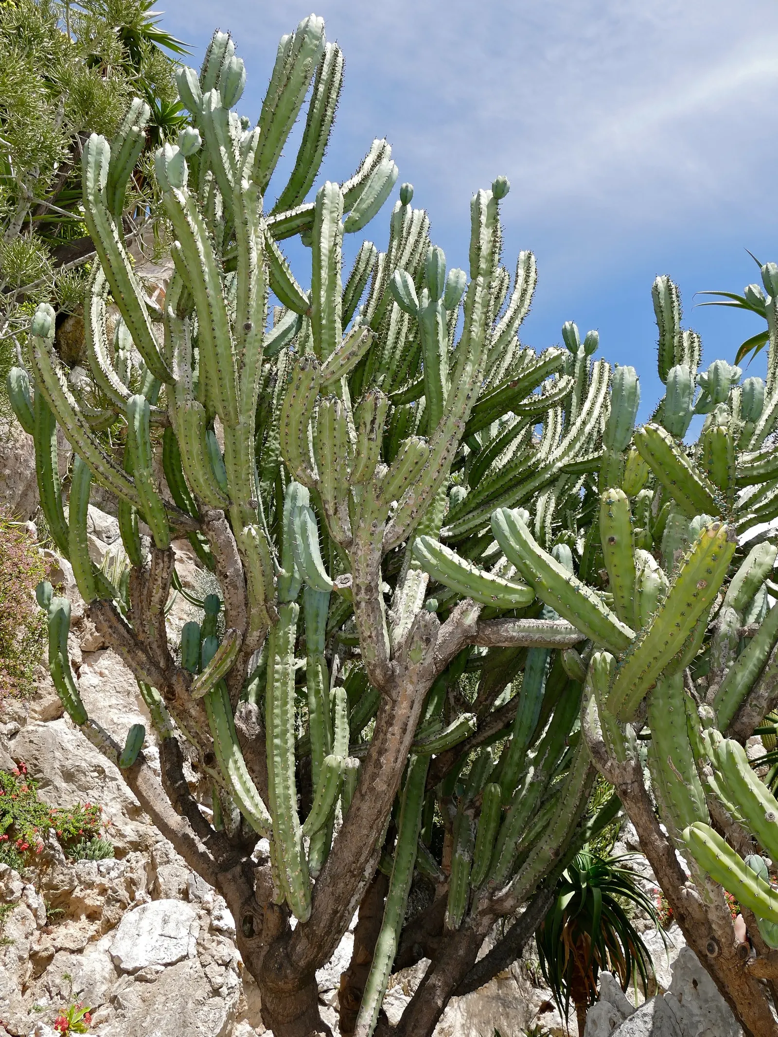 Blue Candle (Myrtillocactus Geometrizans) — making it an excellent choice for arid landscapes and minimalist gardens
