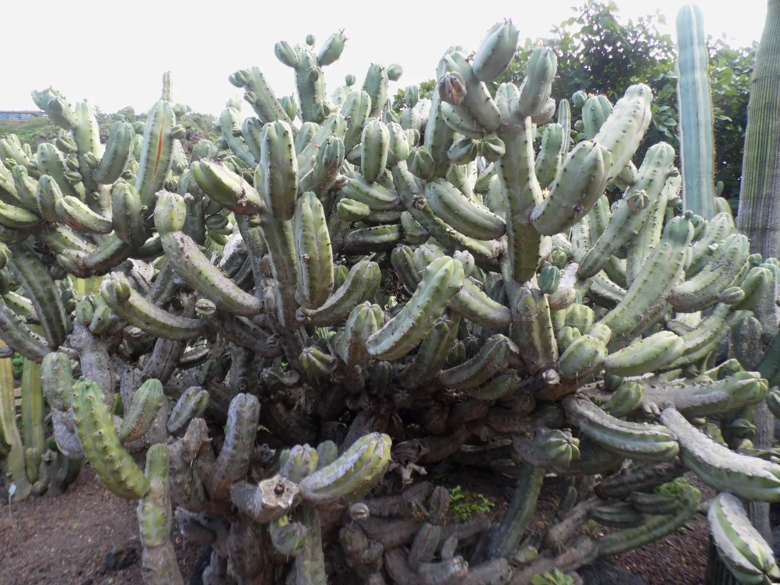 Blue Candle (Myrtillocactus Geometrizans) — scientifically termed Myrtillocactus geometrizans