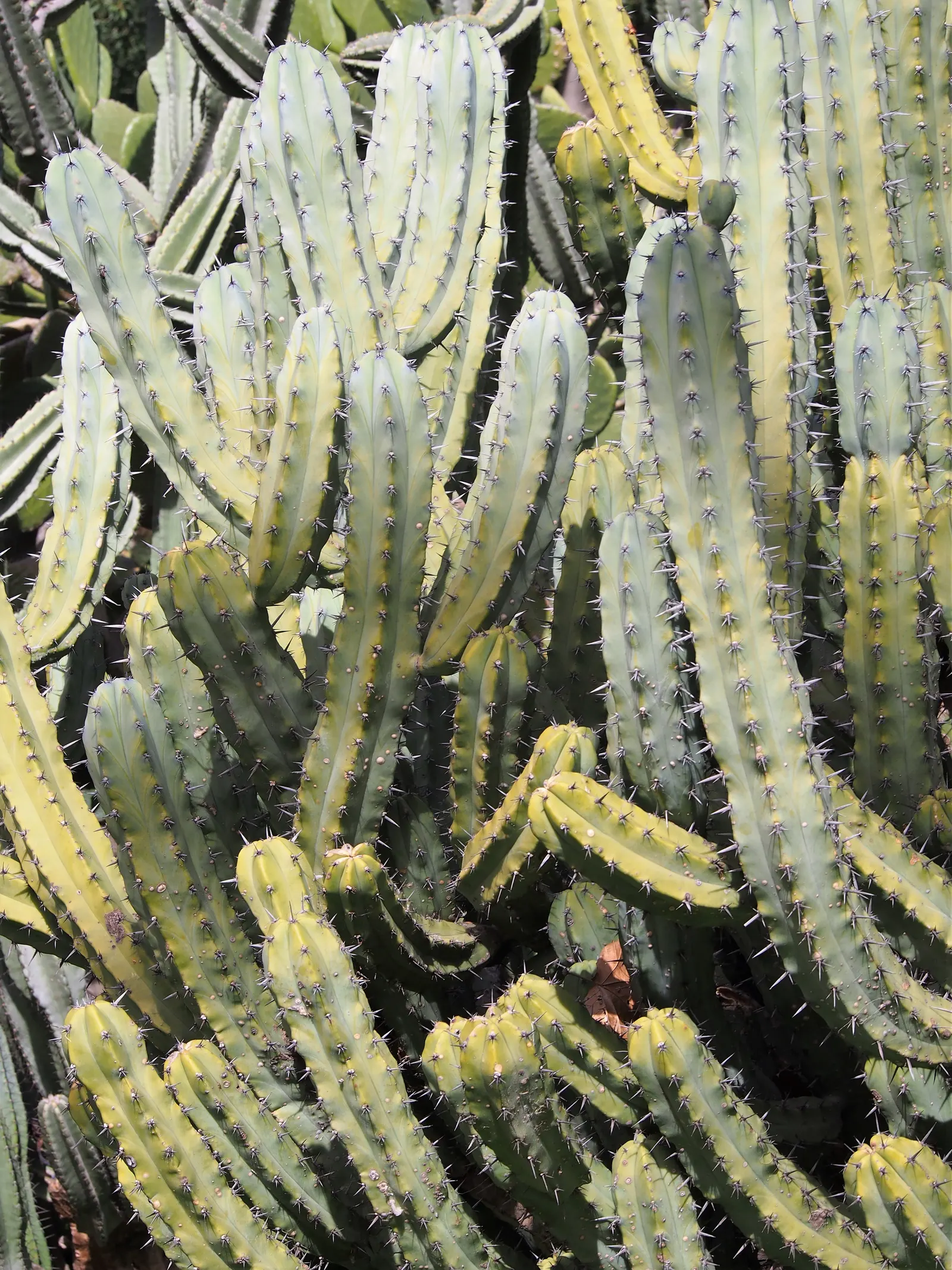 Blue Candle (Myrtillocactus Geometrizans) — drought-tolerant plant thrives in full sun and well-draining soil