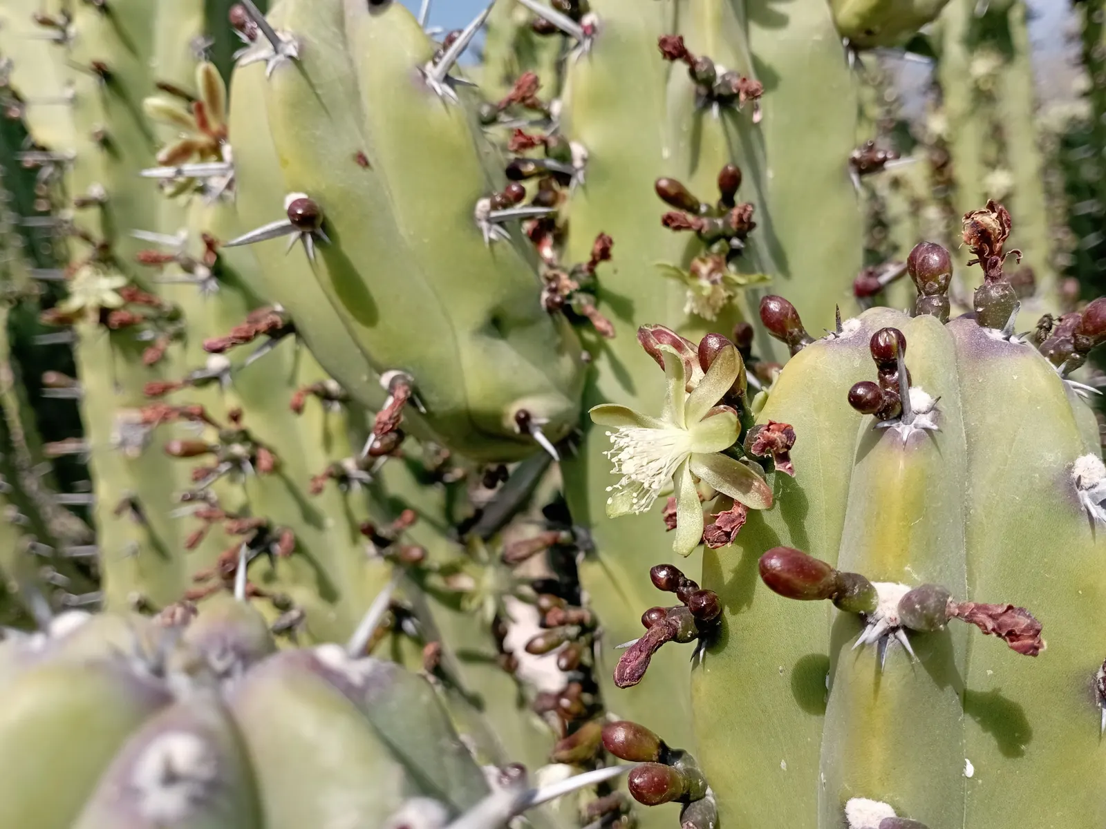 Blue Candle (Myrtillocactus Geometrizans) — which transform into edible