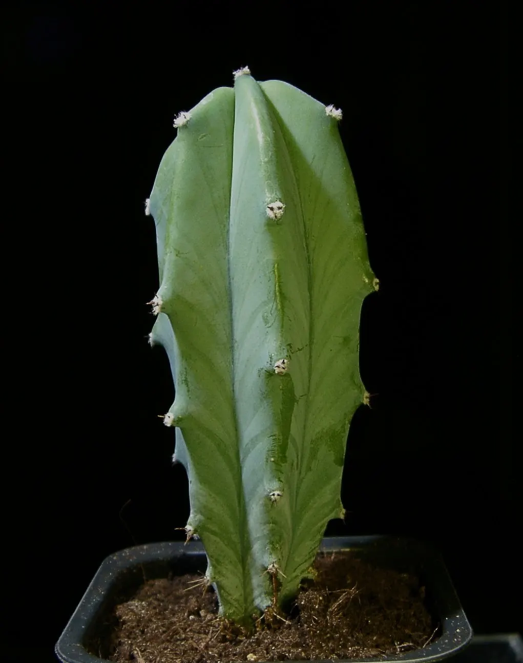 Blue Candle (Myrtillocactus Geometrizans) — sometimes called garambullos