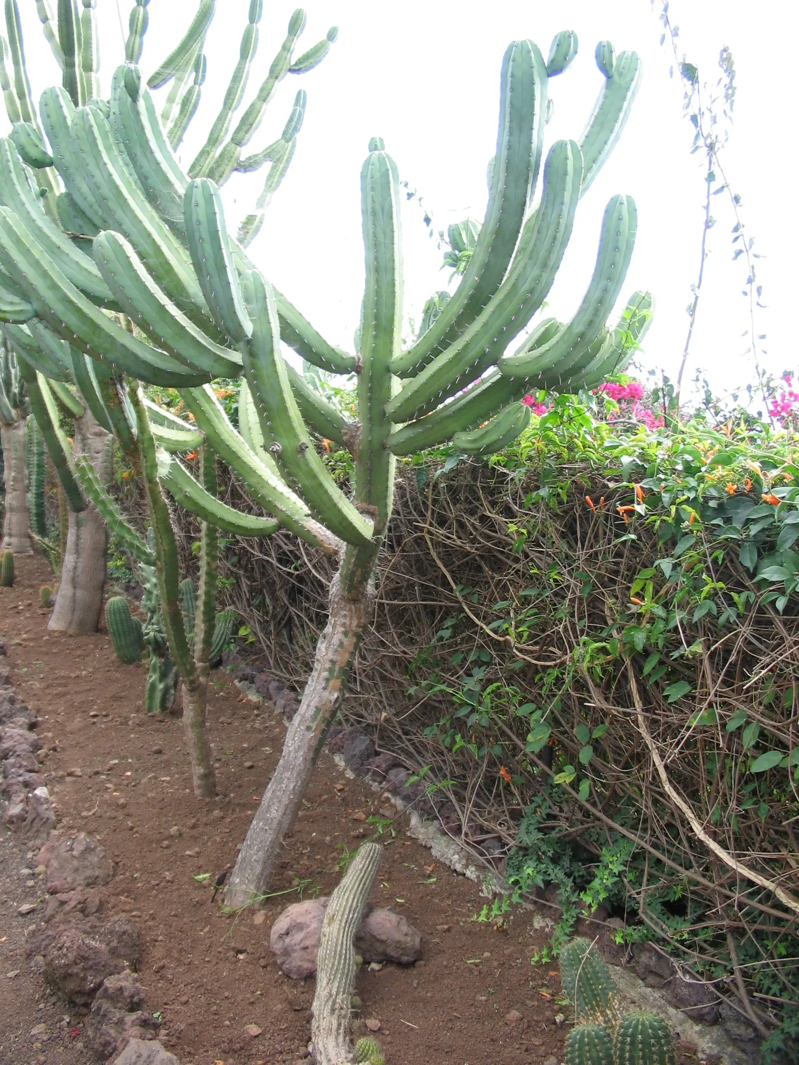 Blue Candle (Myrtillocactus Geometrizans) — is a striking columnar cactus that can reach up to 15 feet tall and spread 6-10 feet wide; this, image 52