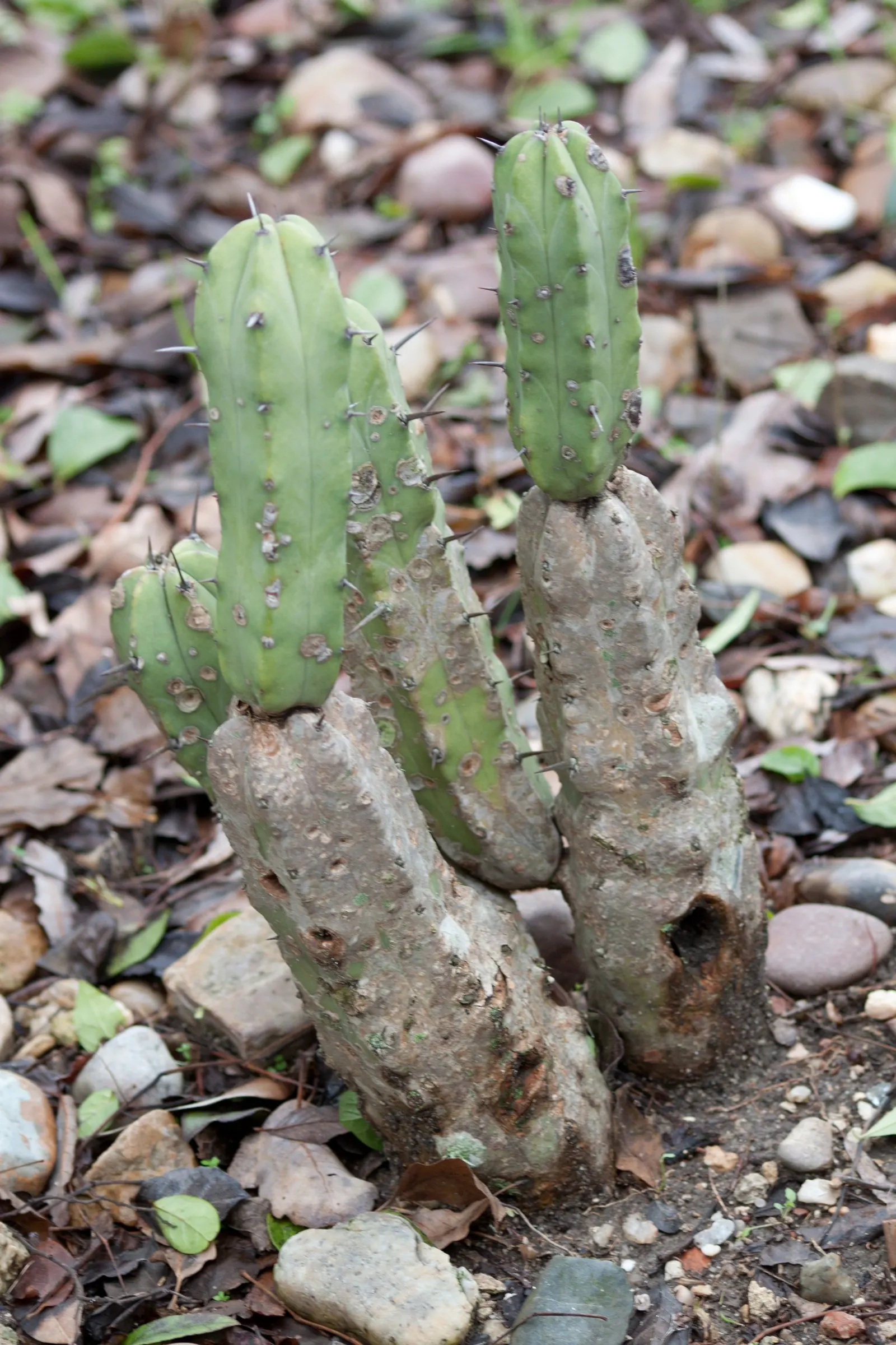Blue Candle (Myrtillocactus Geometrizans) — dark red fruits resembling blueberries; which transform into edible