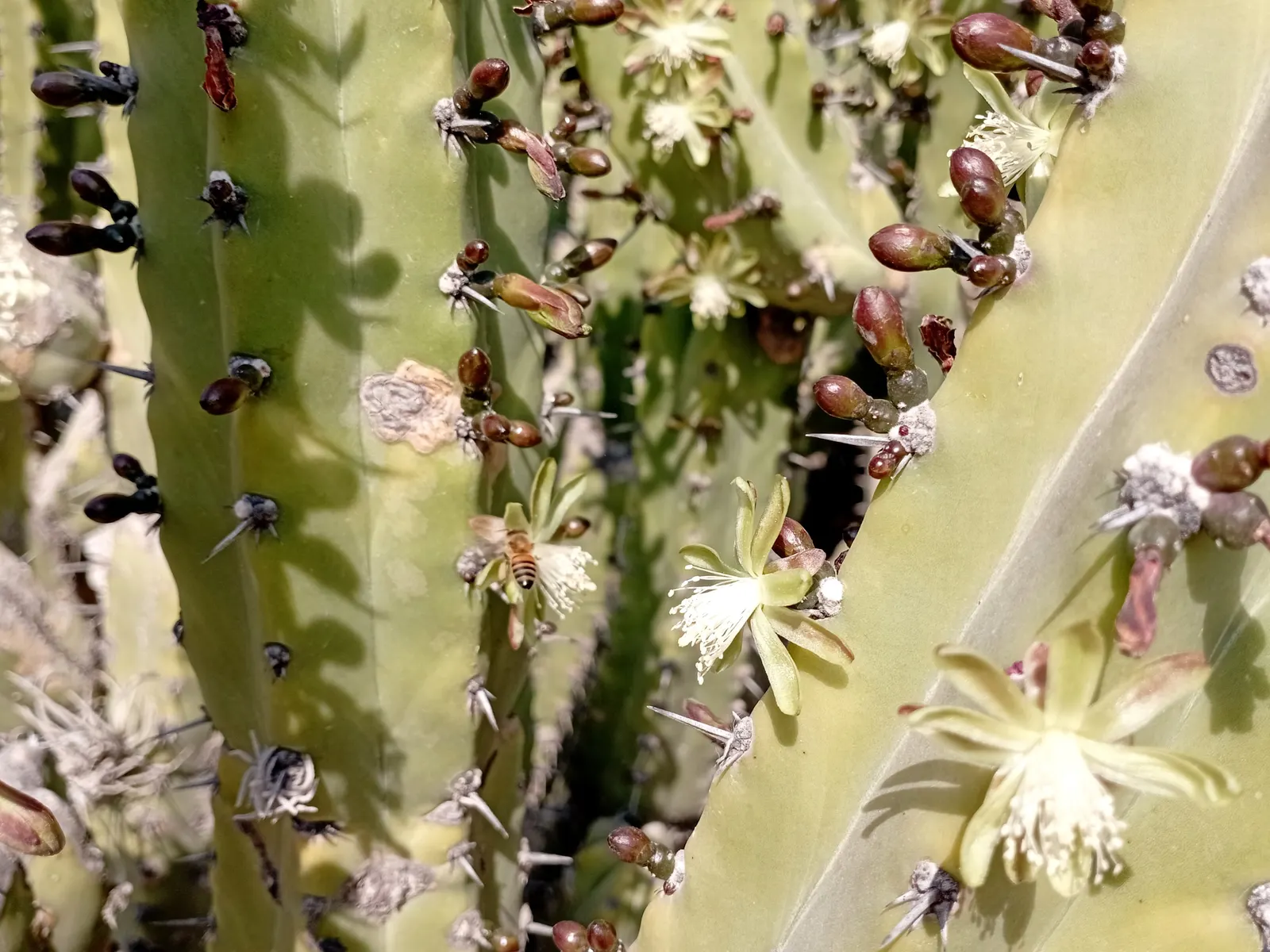 Blue Candle (Myrtillocactus Geometrizans) — Spacing should accommodate its potential width