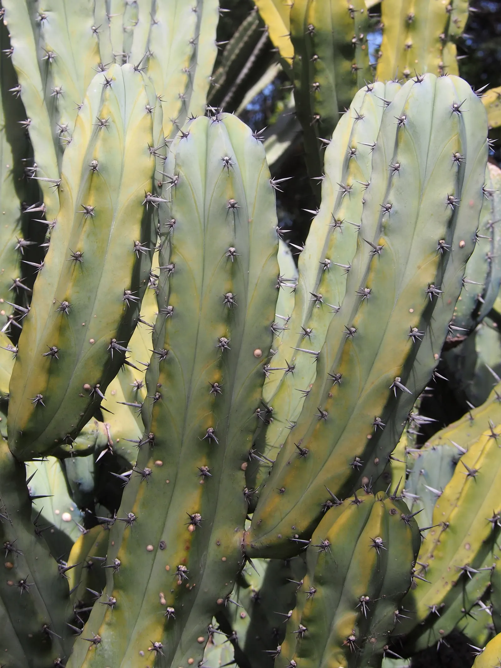 Blue Candle (Myrtillocactus Geometrizans) — cactus for full or half; equipped with these facts, Blue Candle becomes not only an aesthetic choice but also an