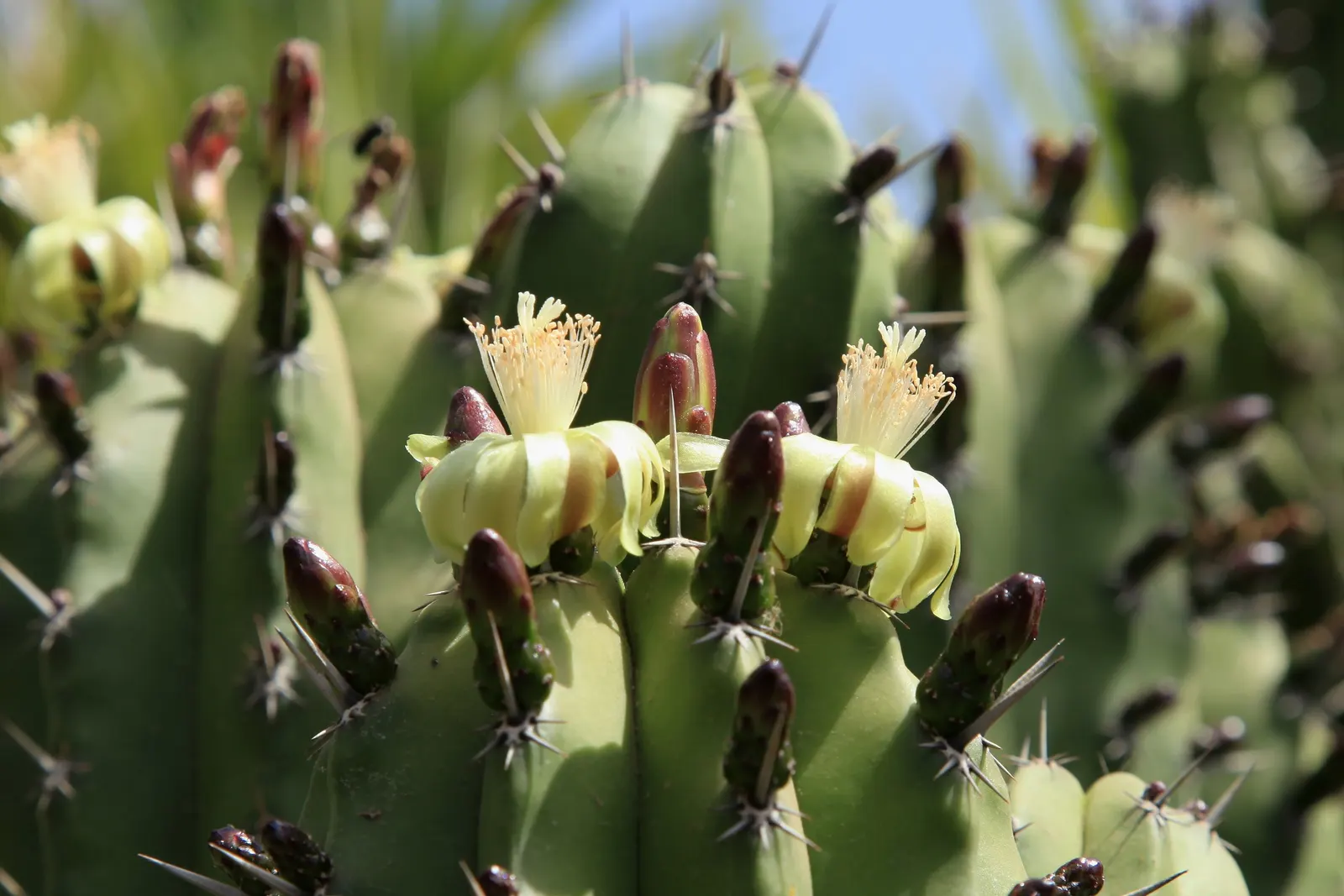 Blue Candle (Myrtillocactus Geometrizans) — cactus with white blooms