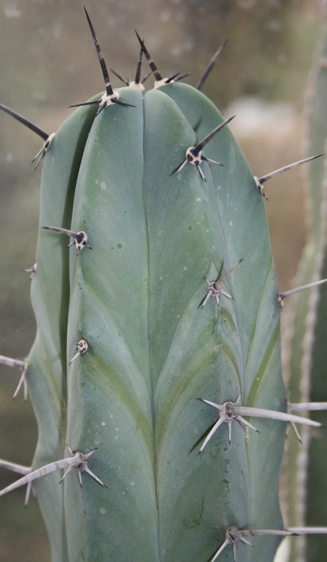 Blue Candle (Myrtillocactus Geometrizans) — reaching skyward in an orderly; geometrically pleasing manner
