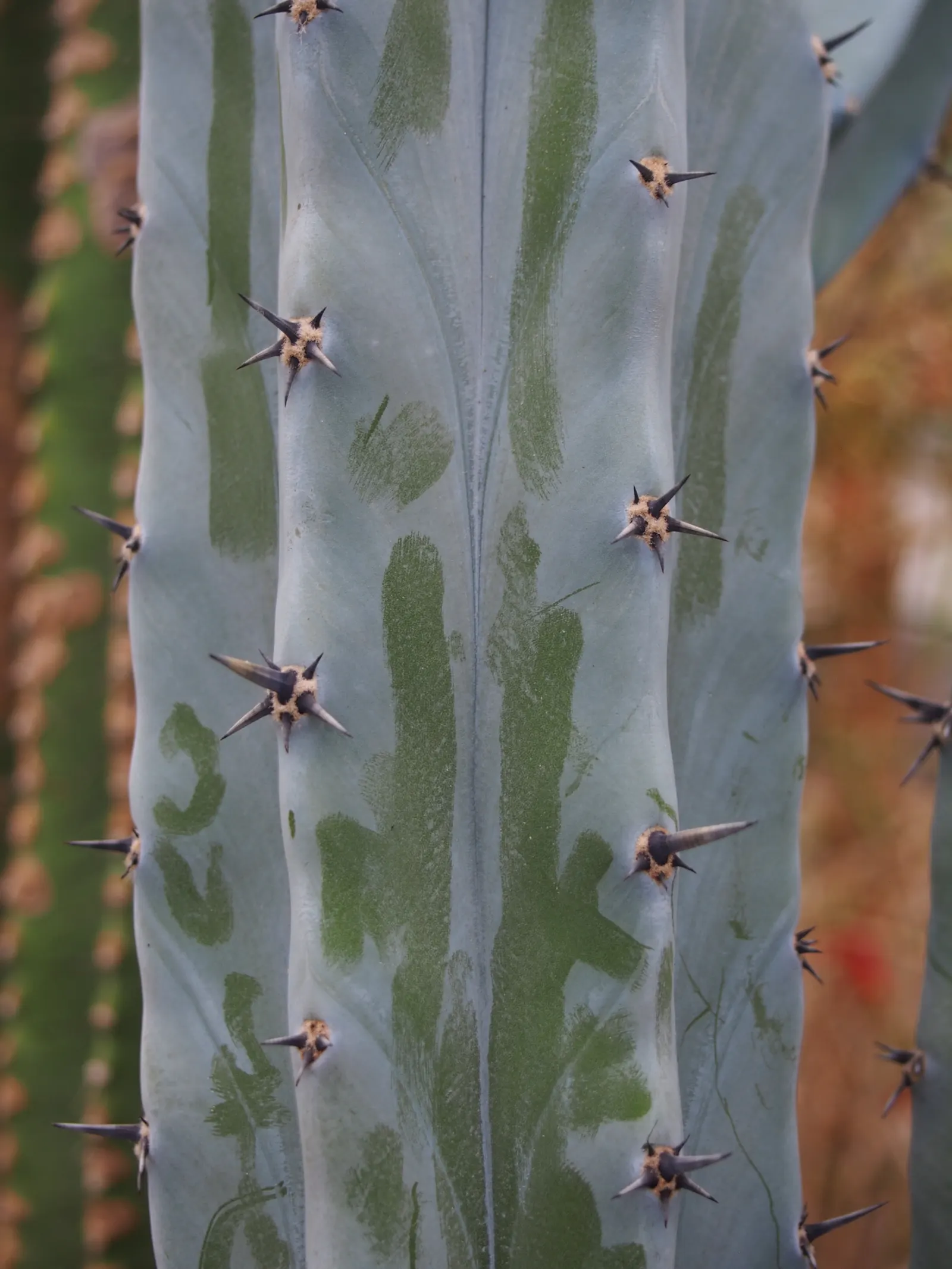 Blue Candle (Myrtillocactus Geometrizans) — and protective measures may be necessary to safeguard individuals from the sharp spines; ensuring it has enough