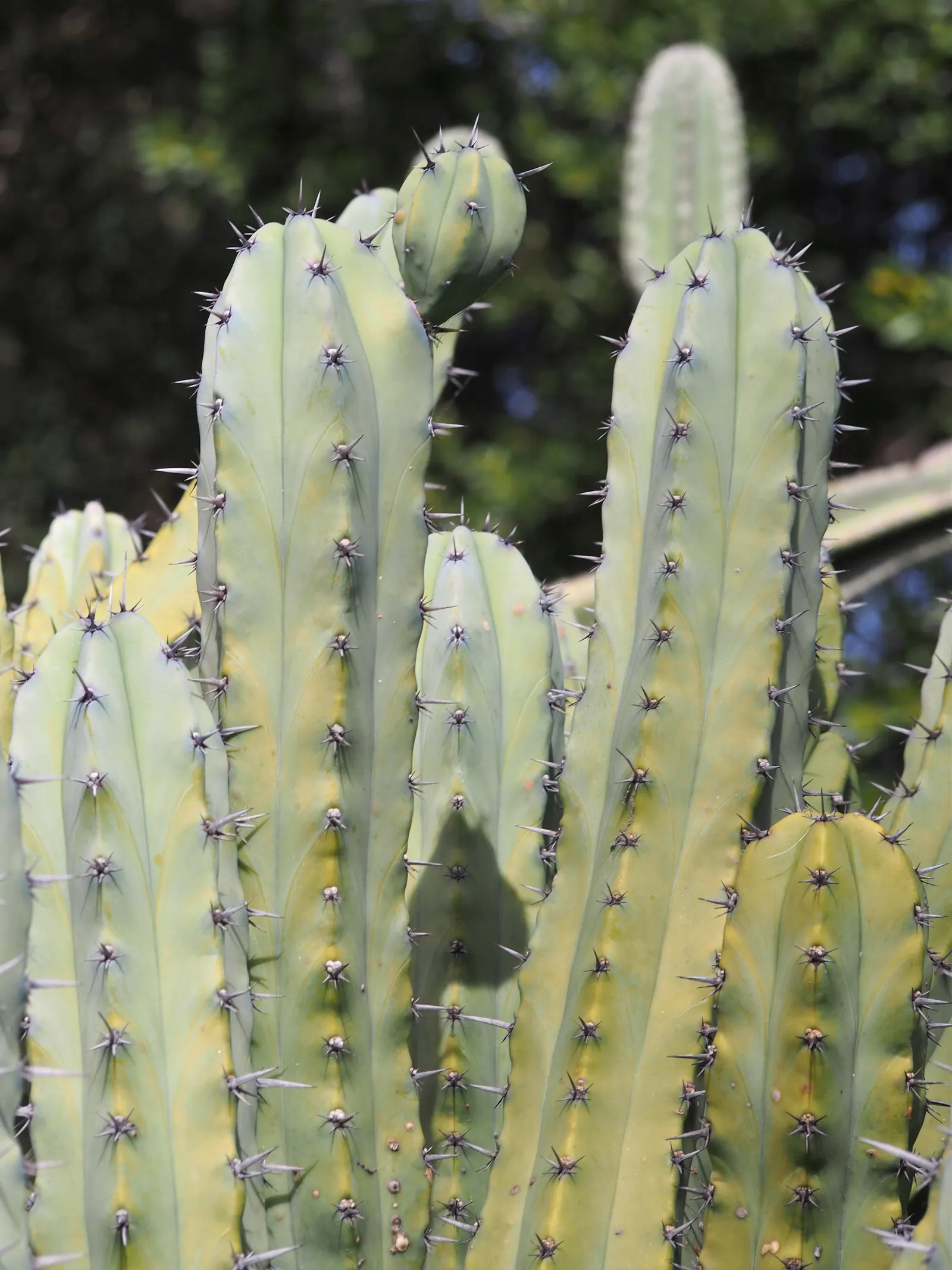Blue Candle (Myrtillocactus Geometrizans) — cactus with white blooms; generally blooming in late spring or early summer