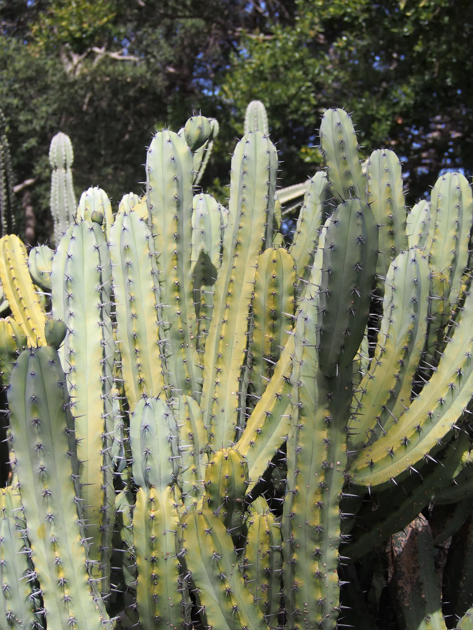 Blue Candle (Myrtillocactus Geometrizans) — though it can tolerate some partial shade