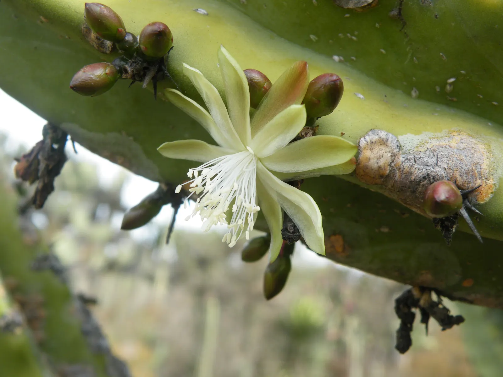Blue Candle (Myrtillocactus Geometrizans) — Its blue-green stems produce white flowers and edible, purple fruits resembling blueberries