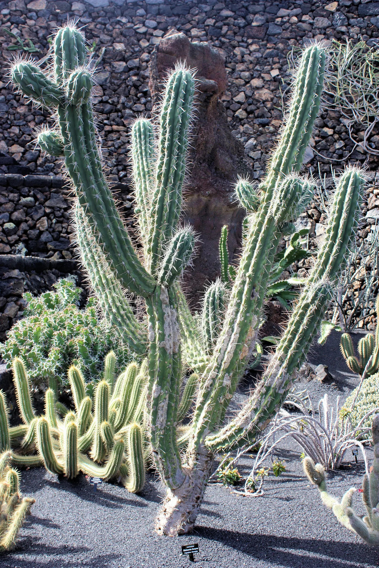 Blue Candle (Myrtillocactus Geometrizans) — Its blue-green stems produce white flowers and edible, purple fruits resembling blueberries; sometimes, image 53